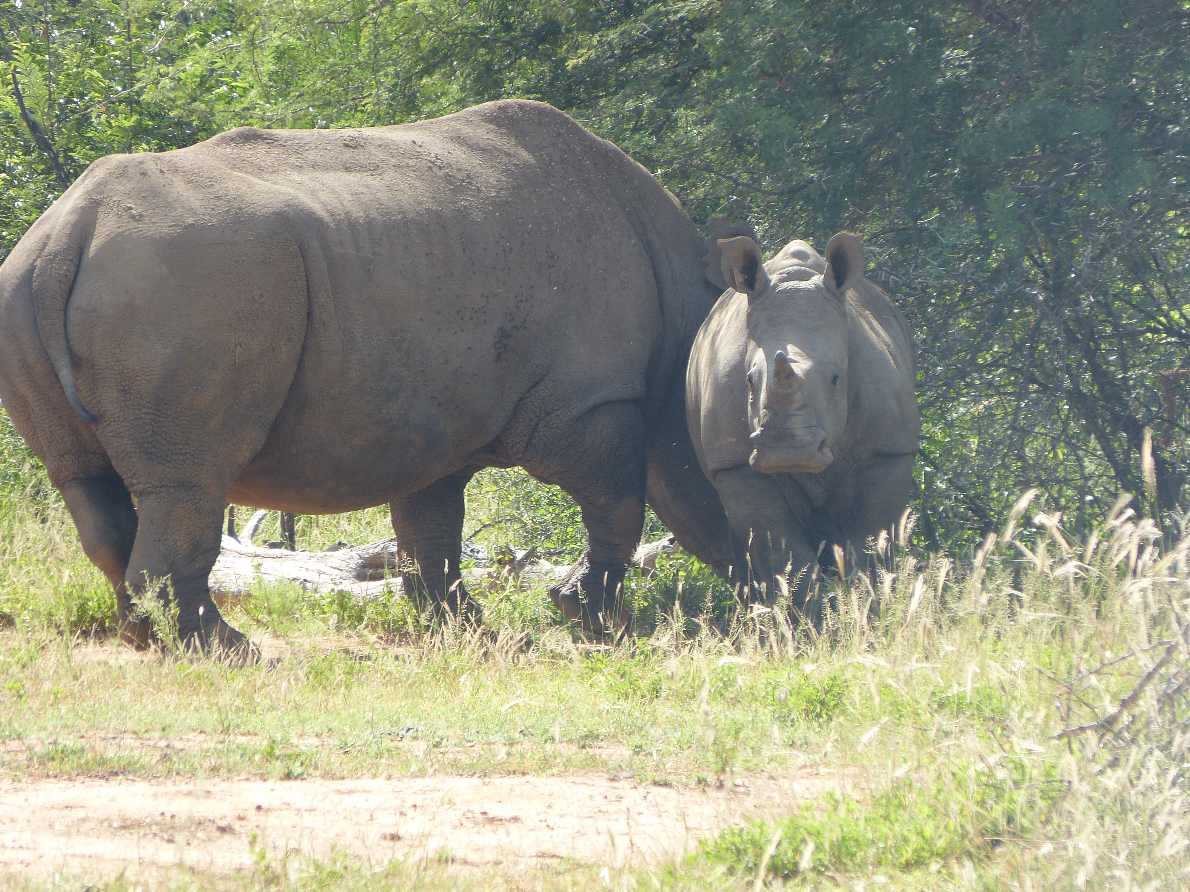Rhino mother and calf 