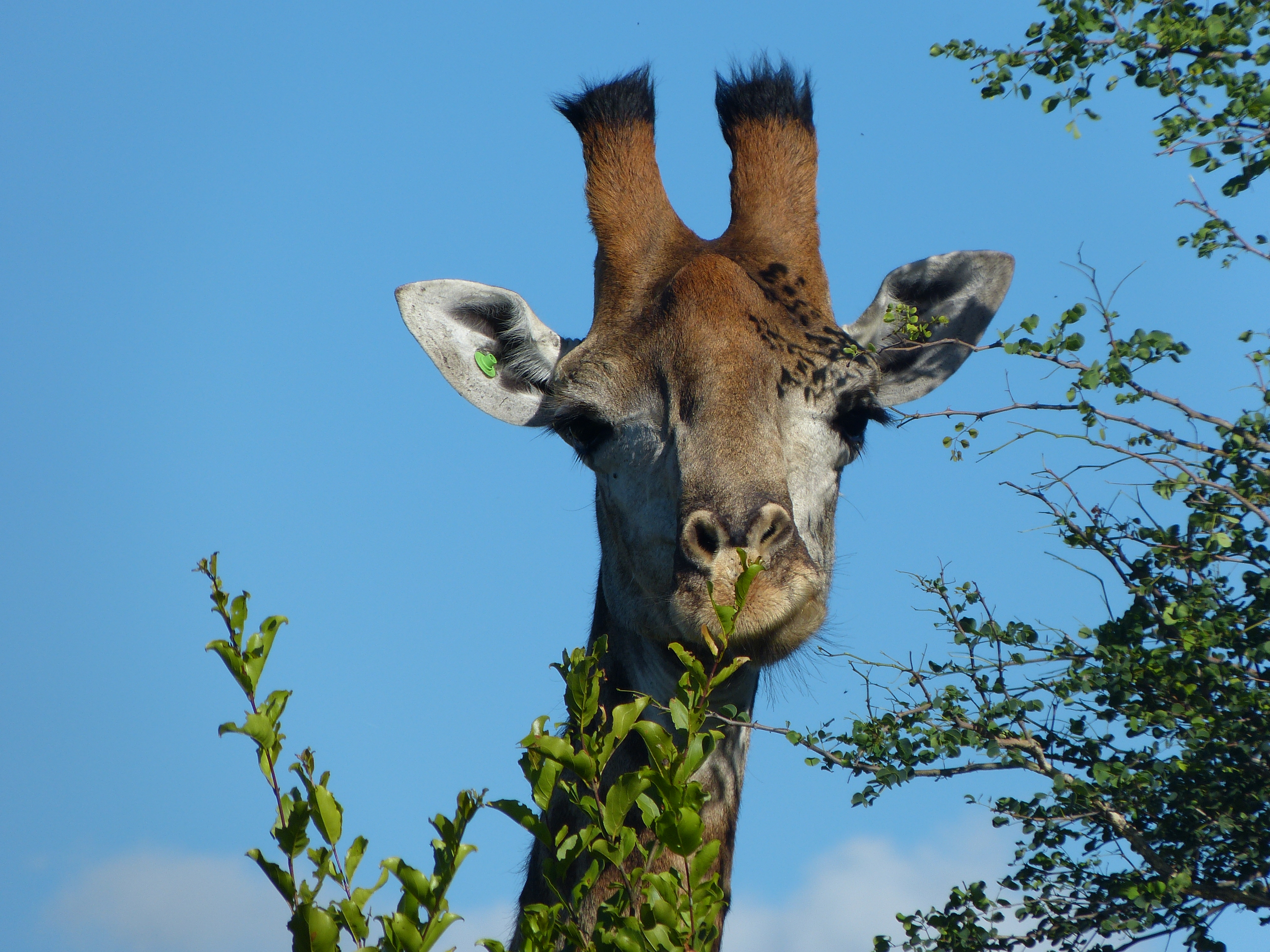 Giraffe eating in the bush