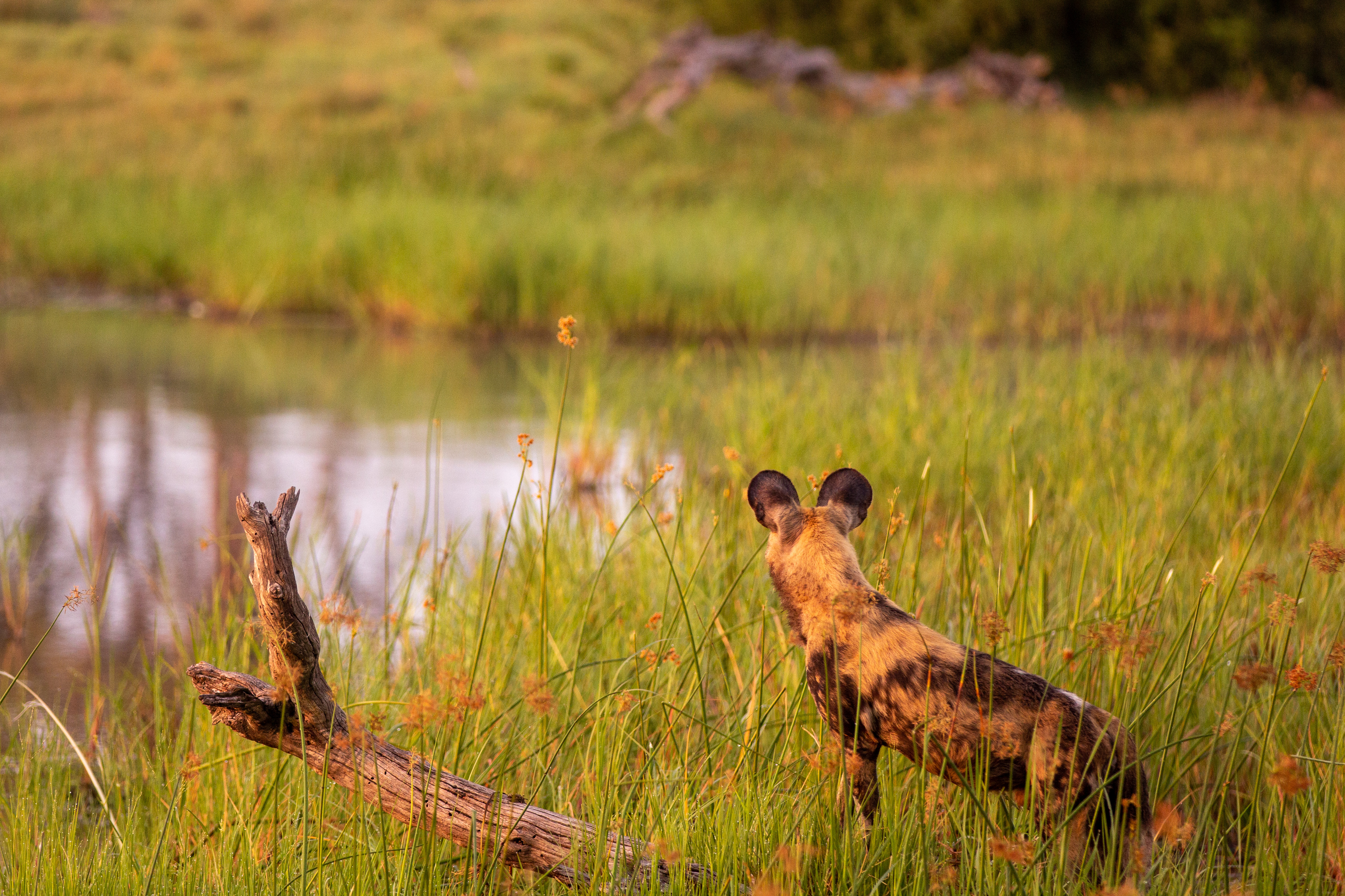 Wild dog looking over the grassland 