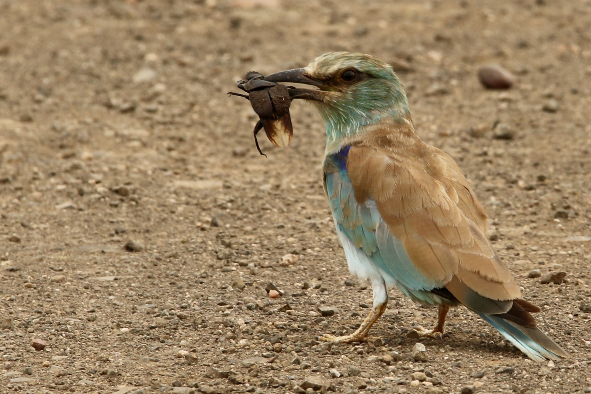 Gemma Atherton - A small bird with an insect in its beak