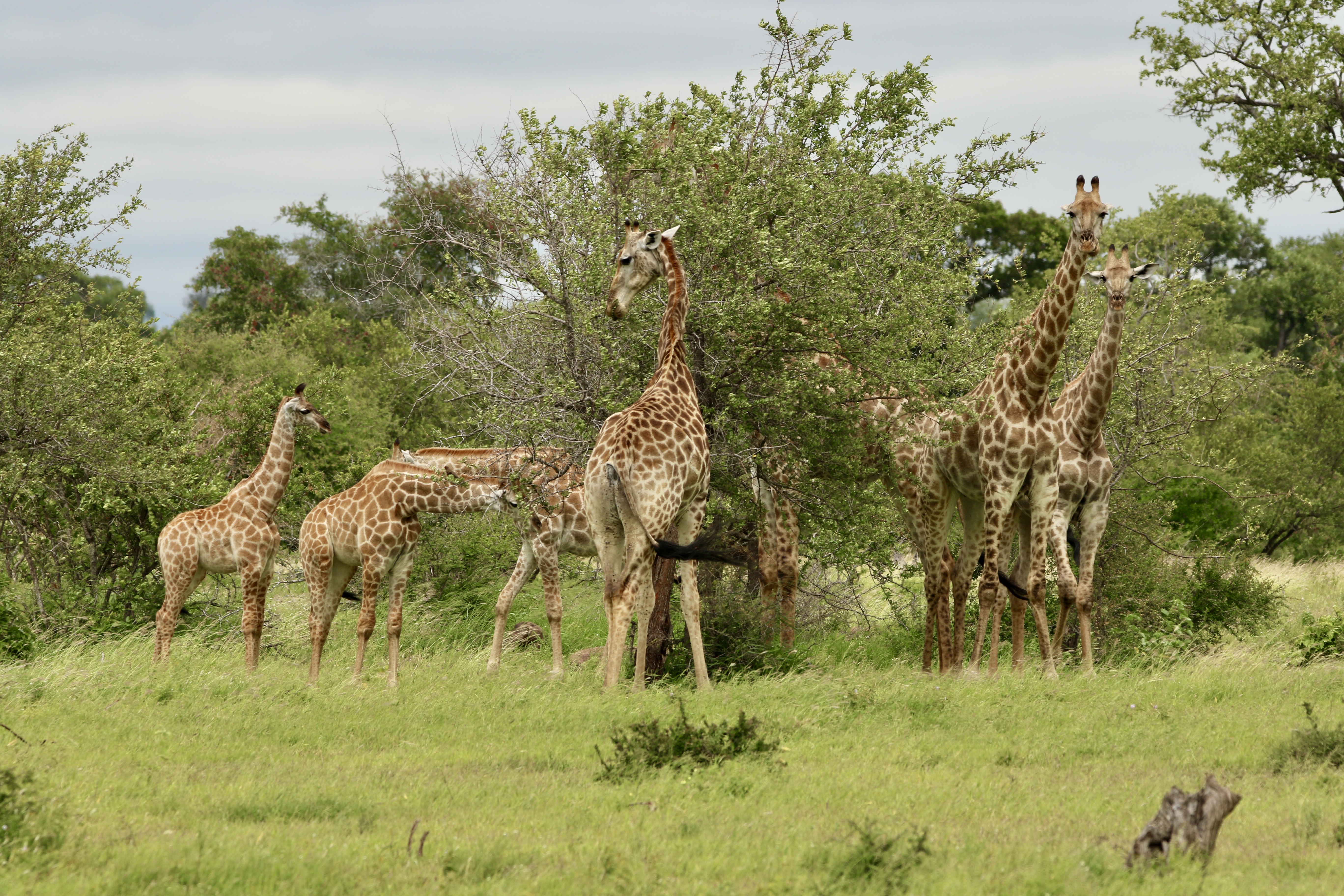 Gemma Atherton - A tower of giraffes around a tree