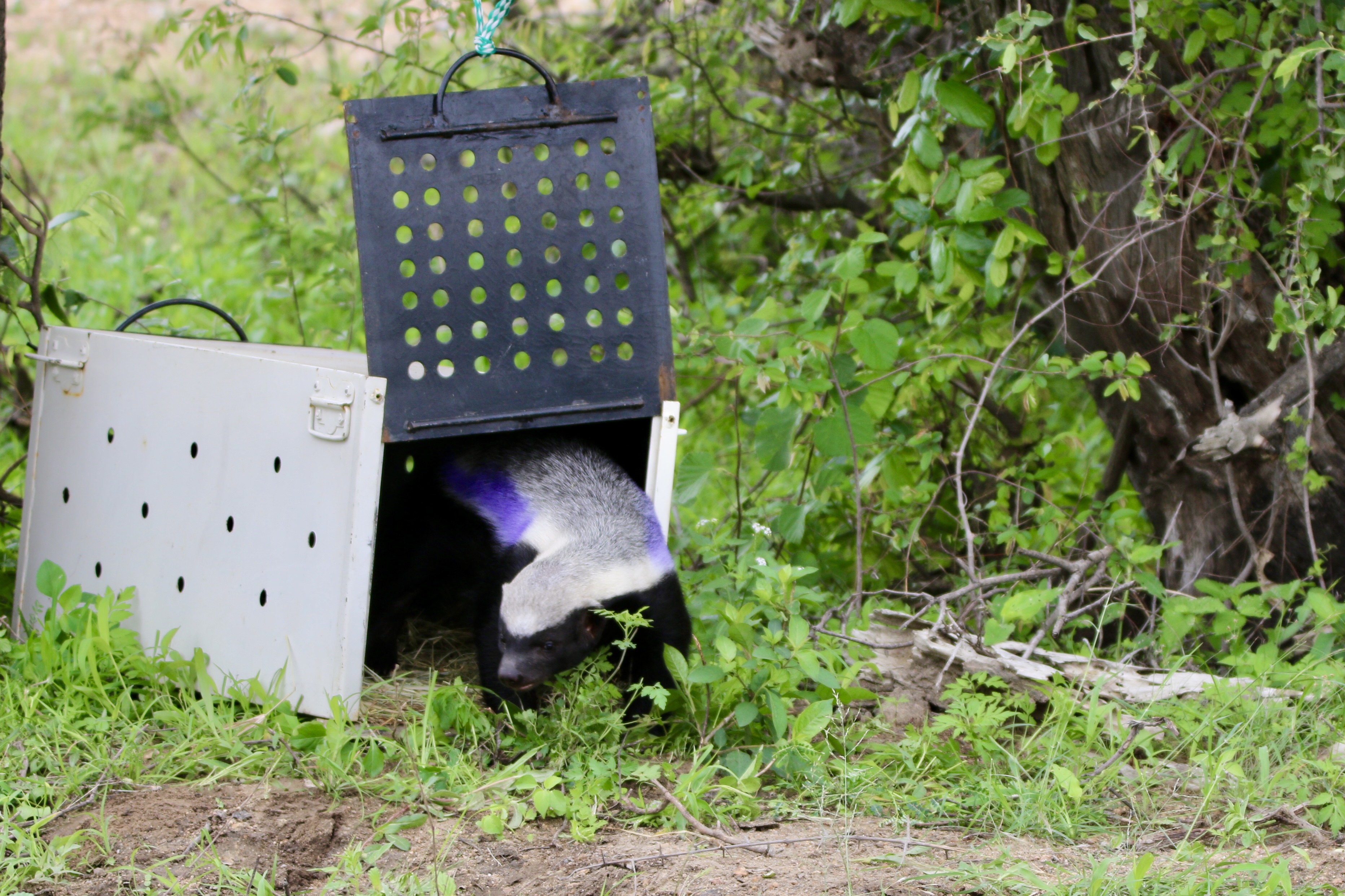 Gemma Atherton - A honey badger being released