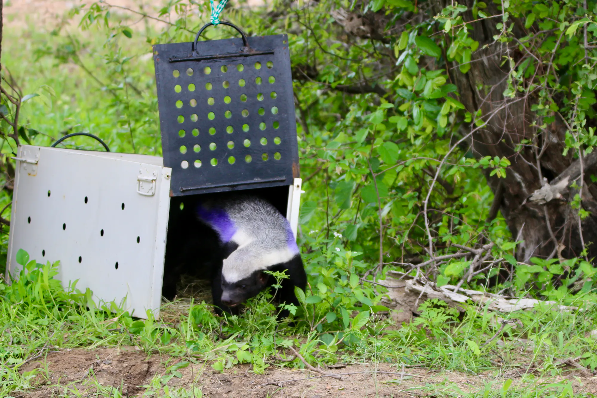 Gemma Atherton - A honey badger being released