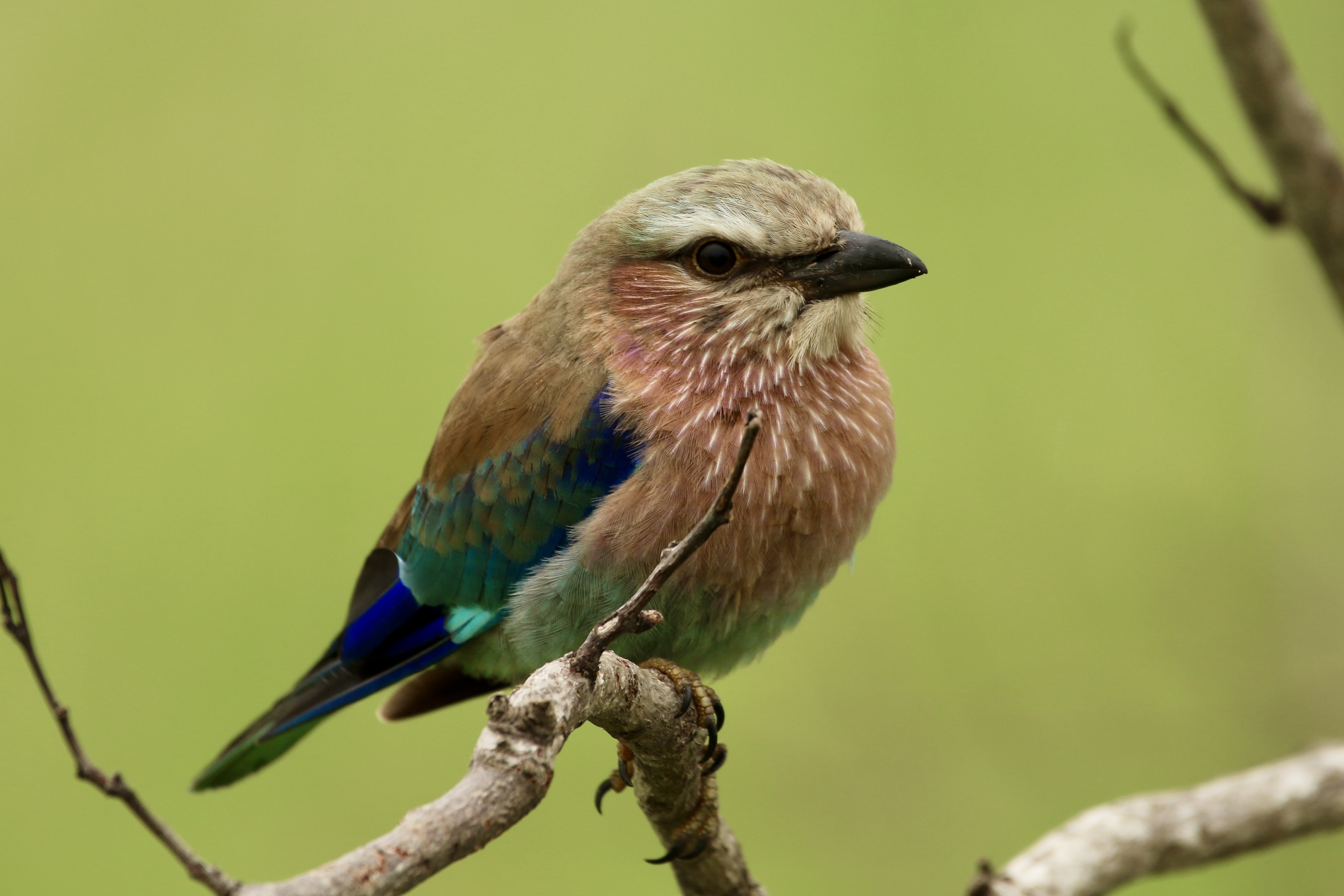 Gemma Atherton - Closeup photo of a lilac-breasted roller 