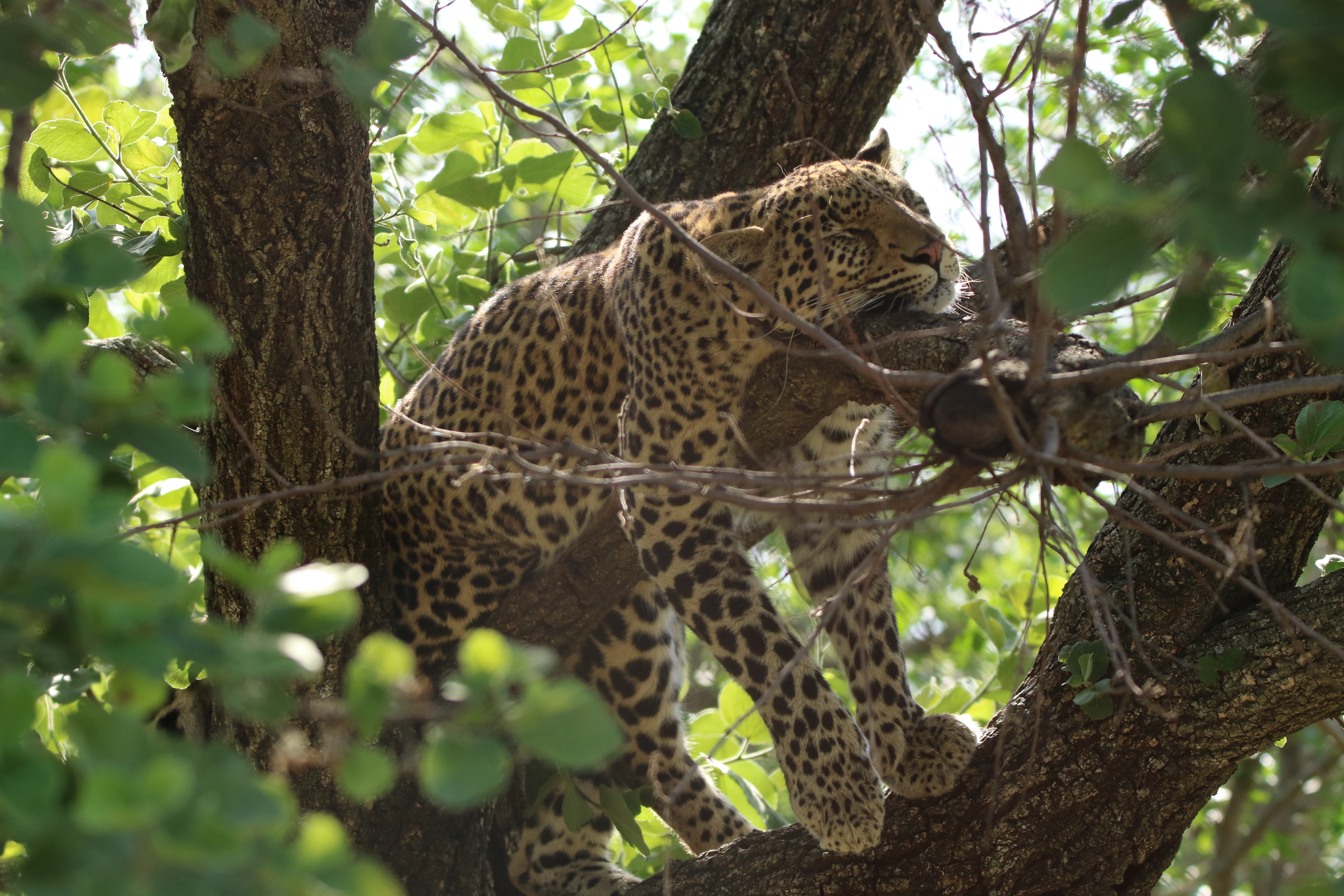 Gemma Atherton - Leopard sleeping in a tree
