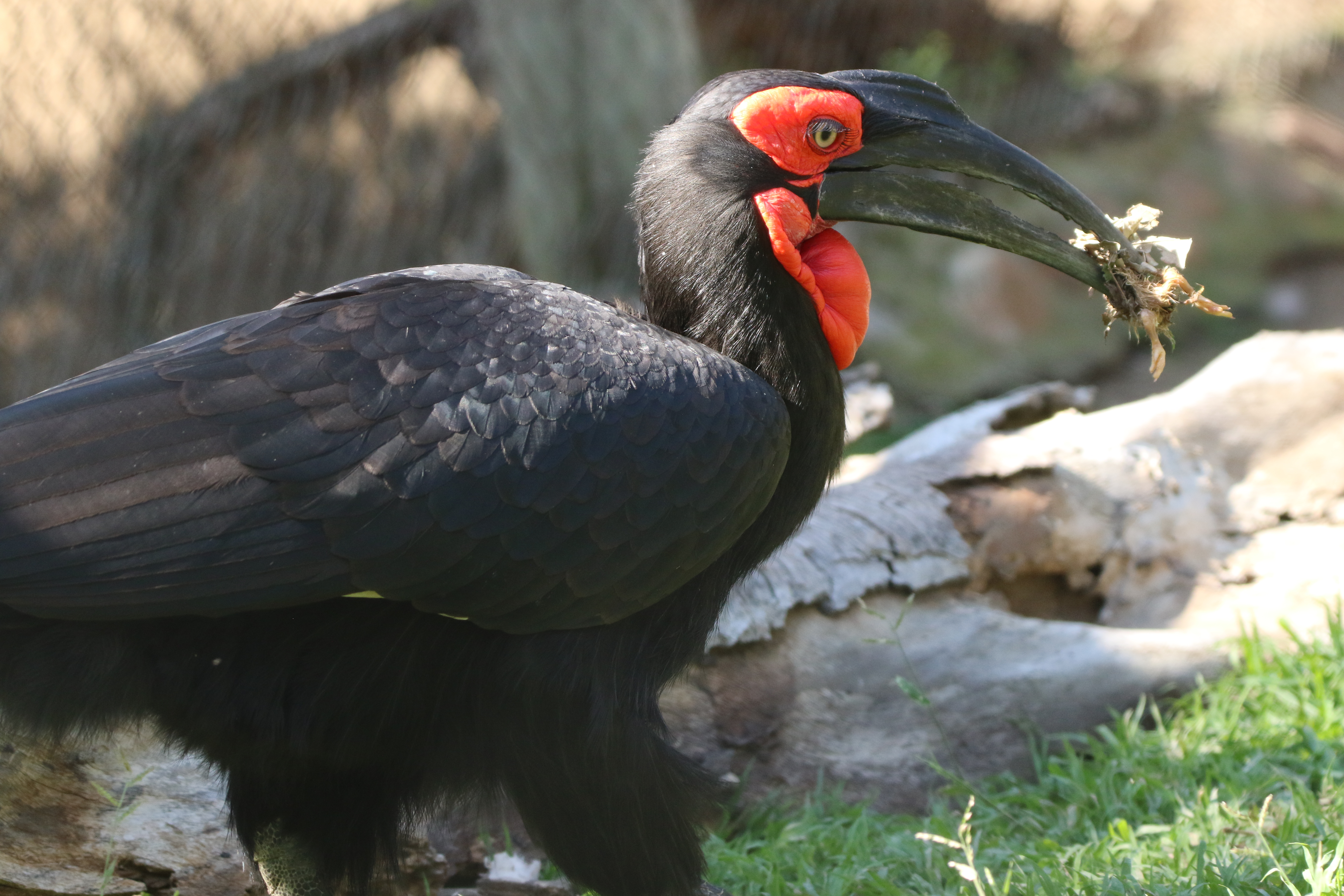 Gemma Atherton - A Southern Ground Hornbill feeding