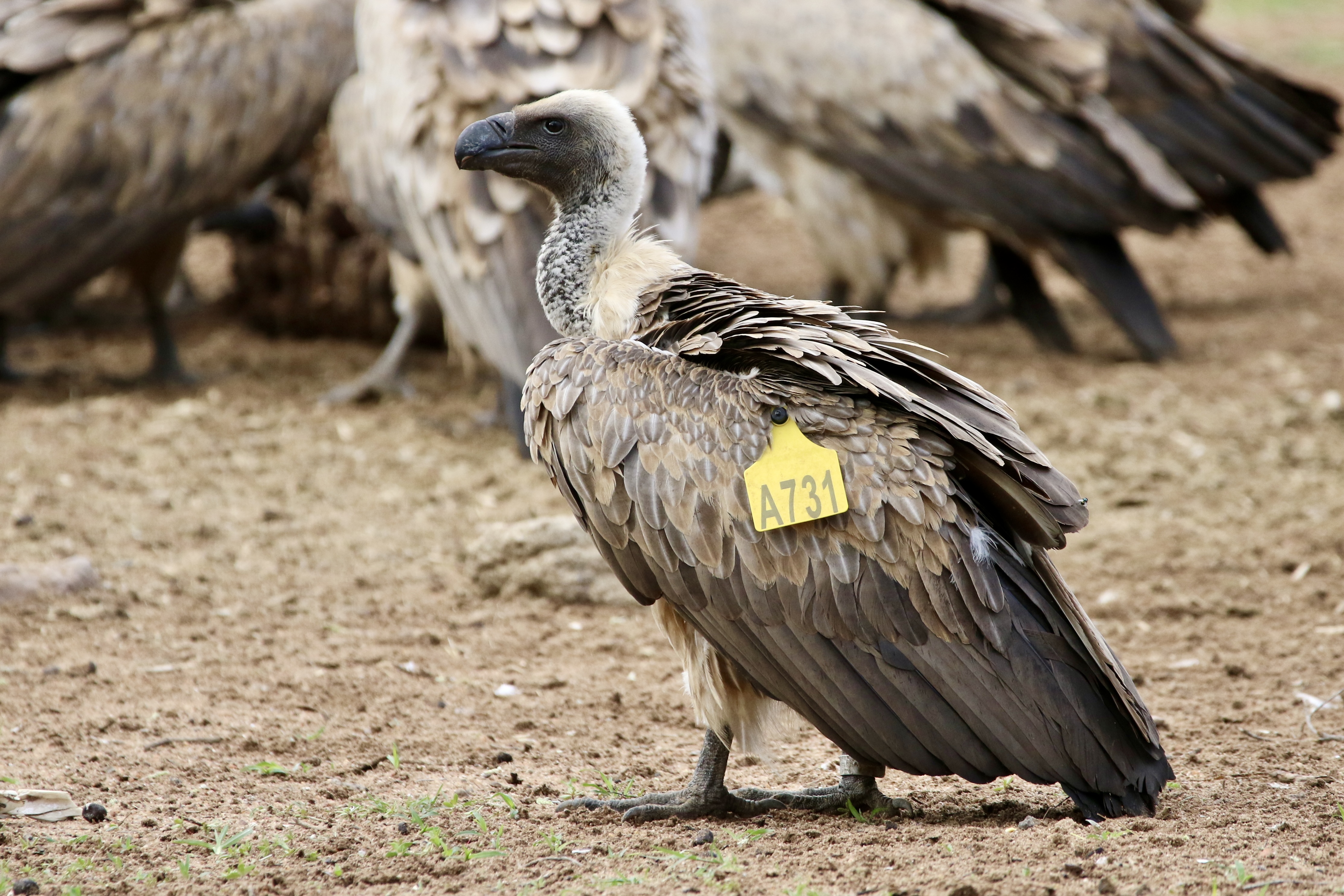 Gemma Atherton - Closeup of a vulture at a vulture restaurant