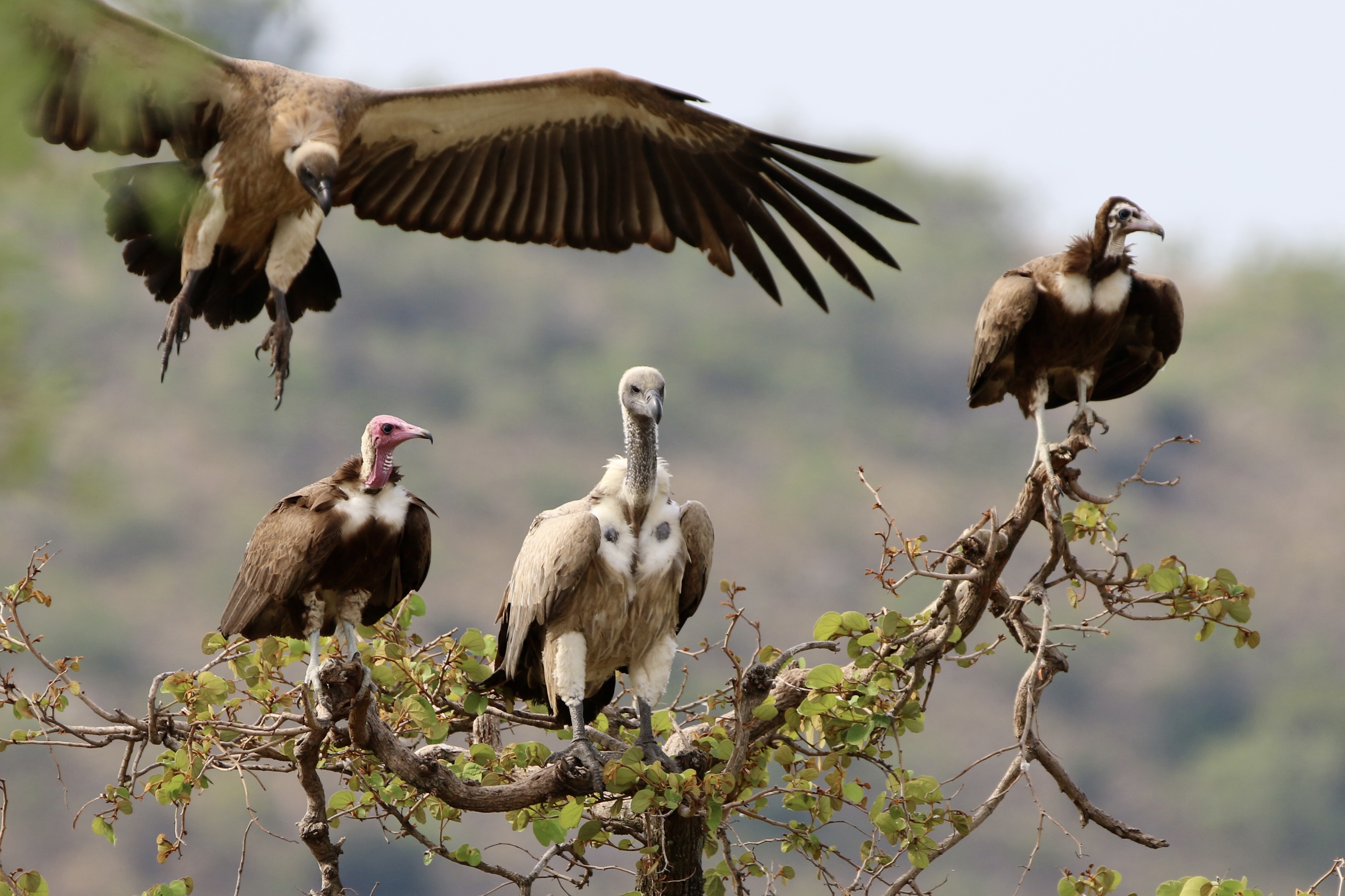 Gemma Atherton - Vultures perching in a tree