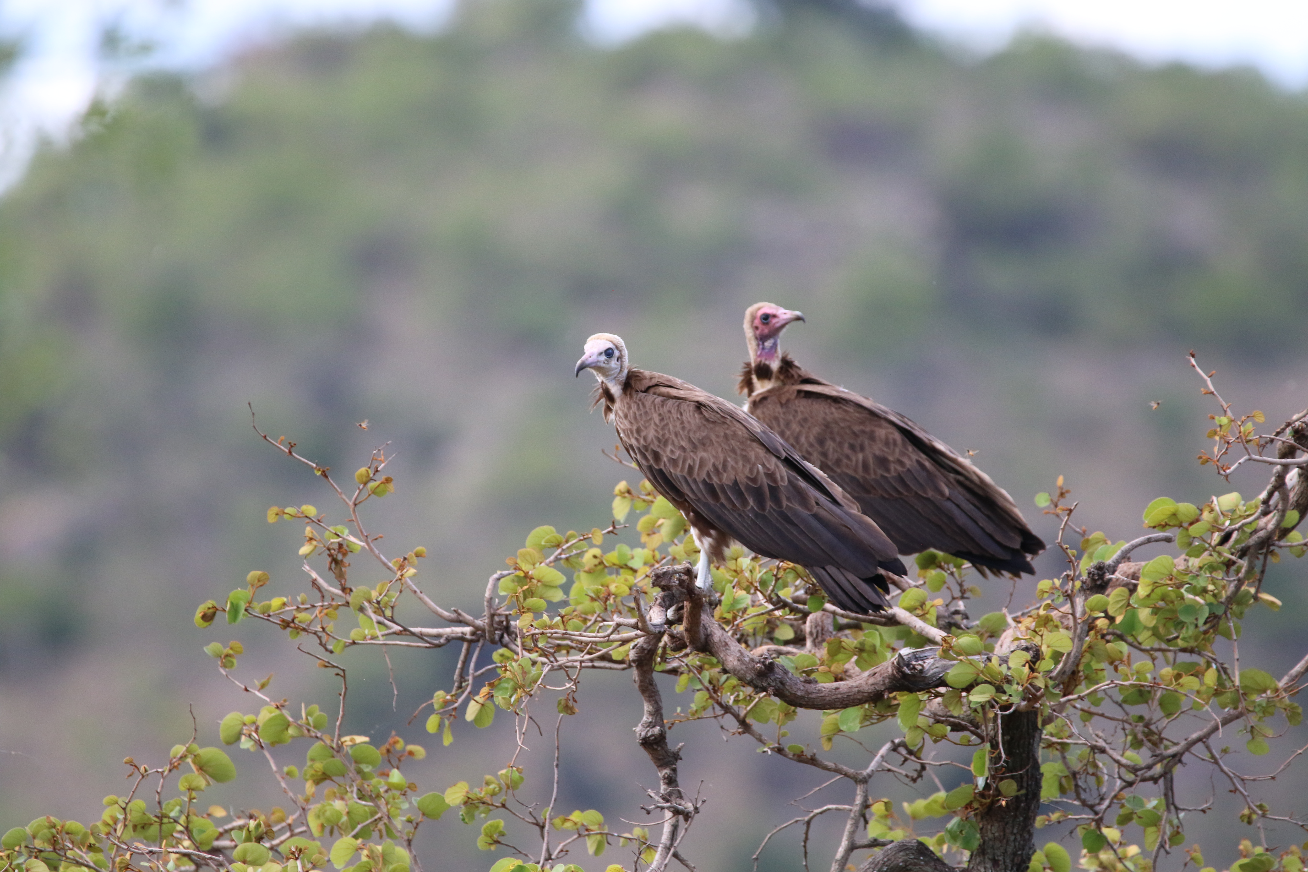 Gemma Atherton - Vultures perching in a tree