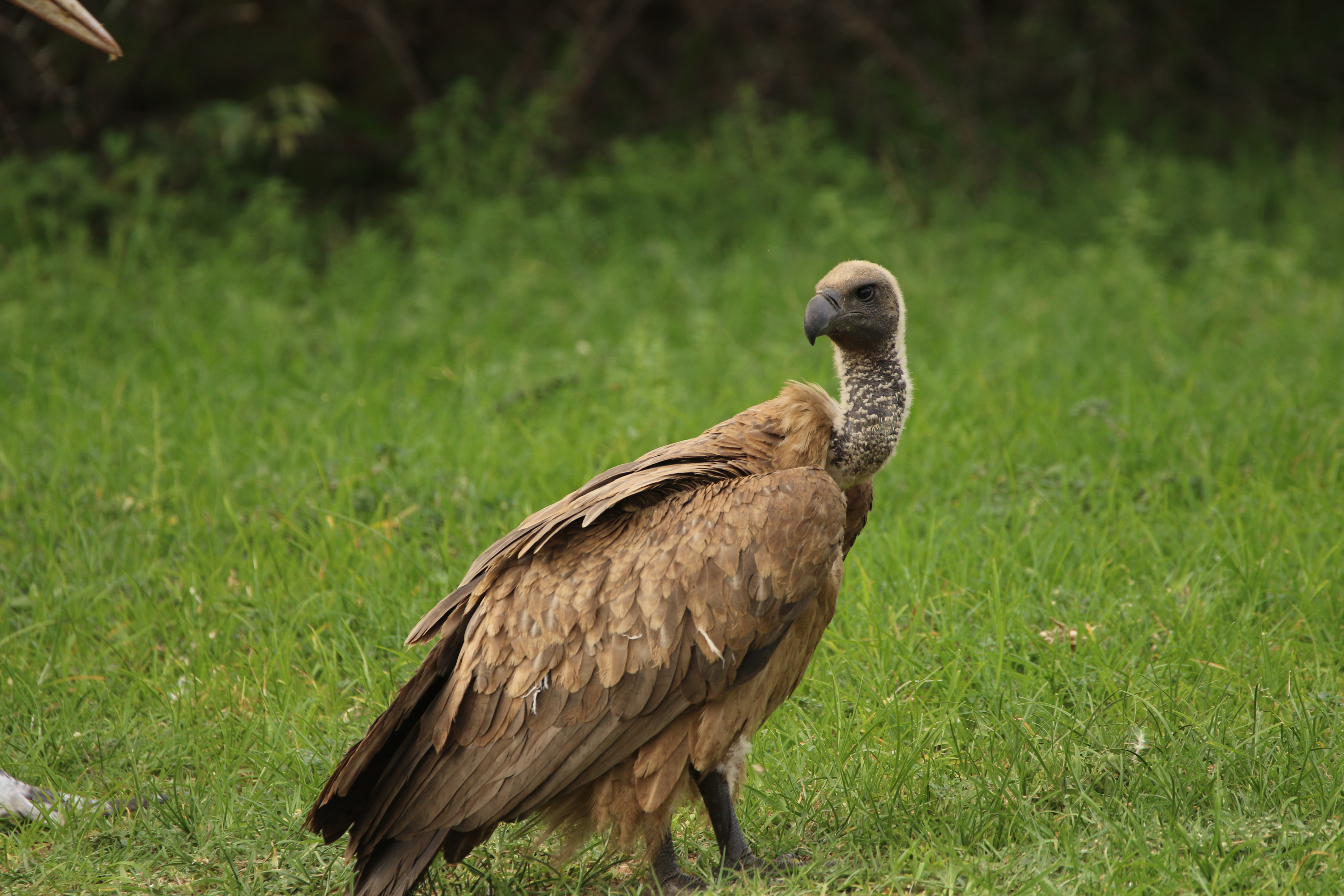 Gemma Atherton - Closeup photo of a vulture