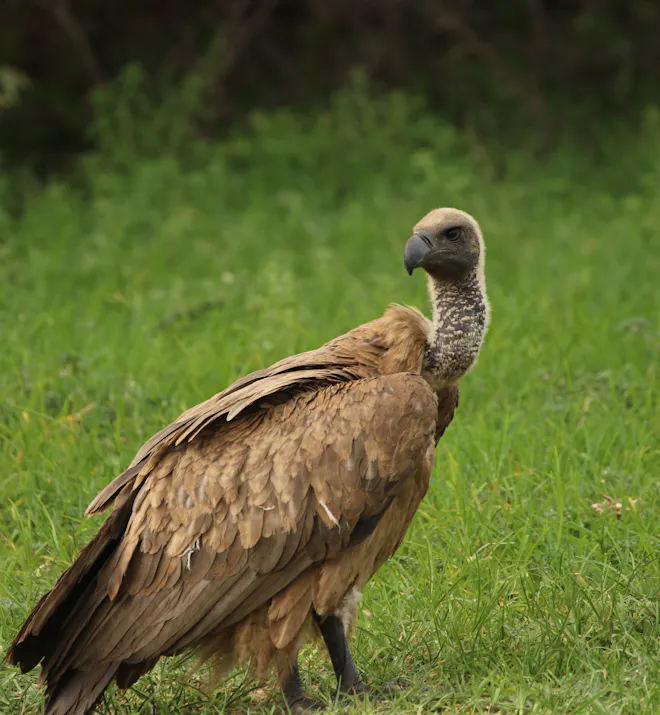 Gemma Atherton - Closeup photo of a vulture