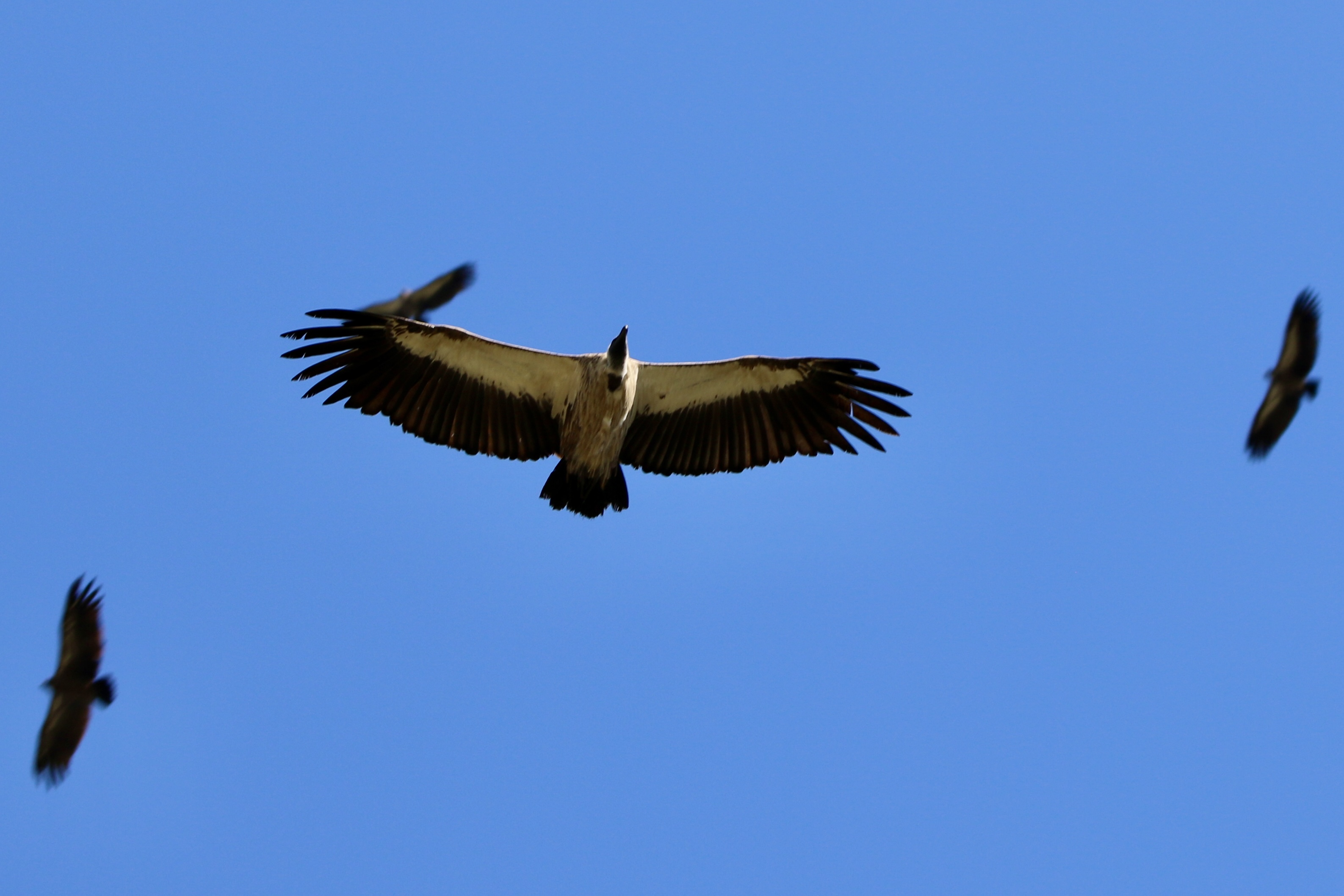 Gemma Atherton - vulture flying