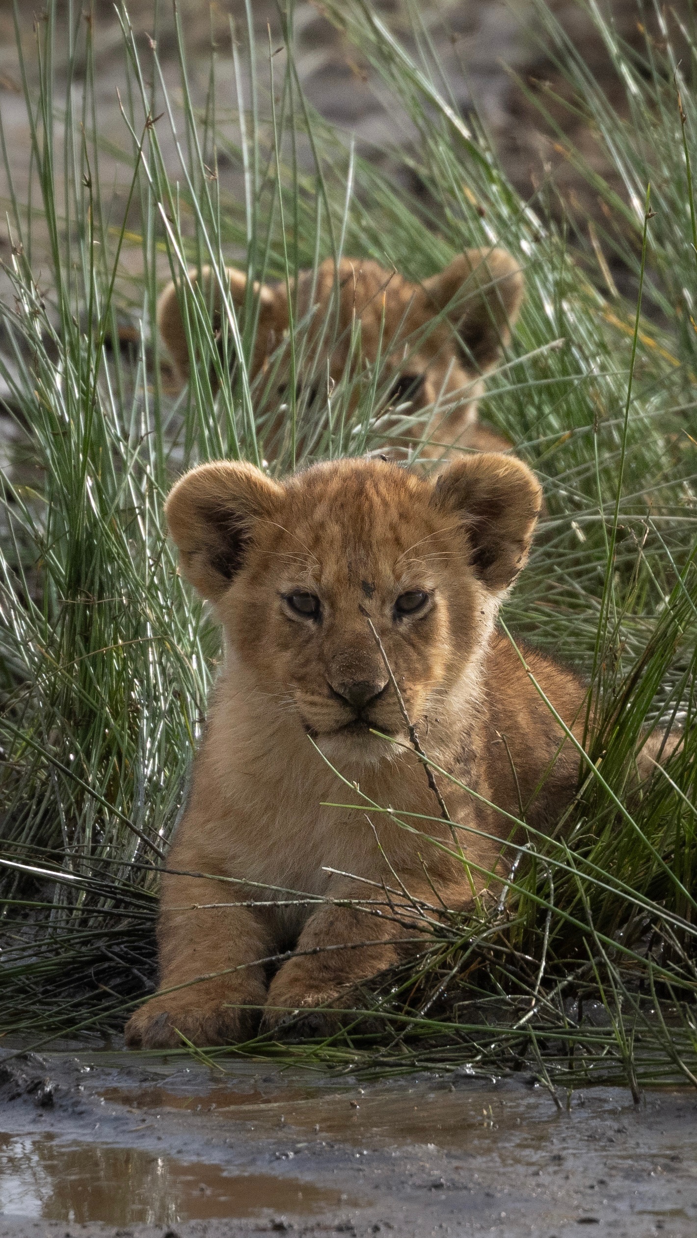 Lion cub in grass