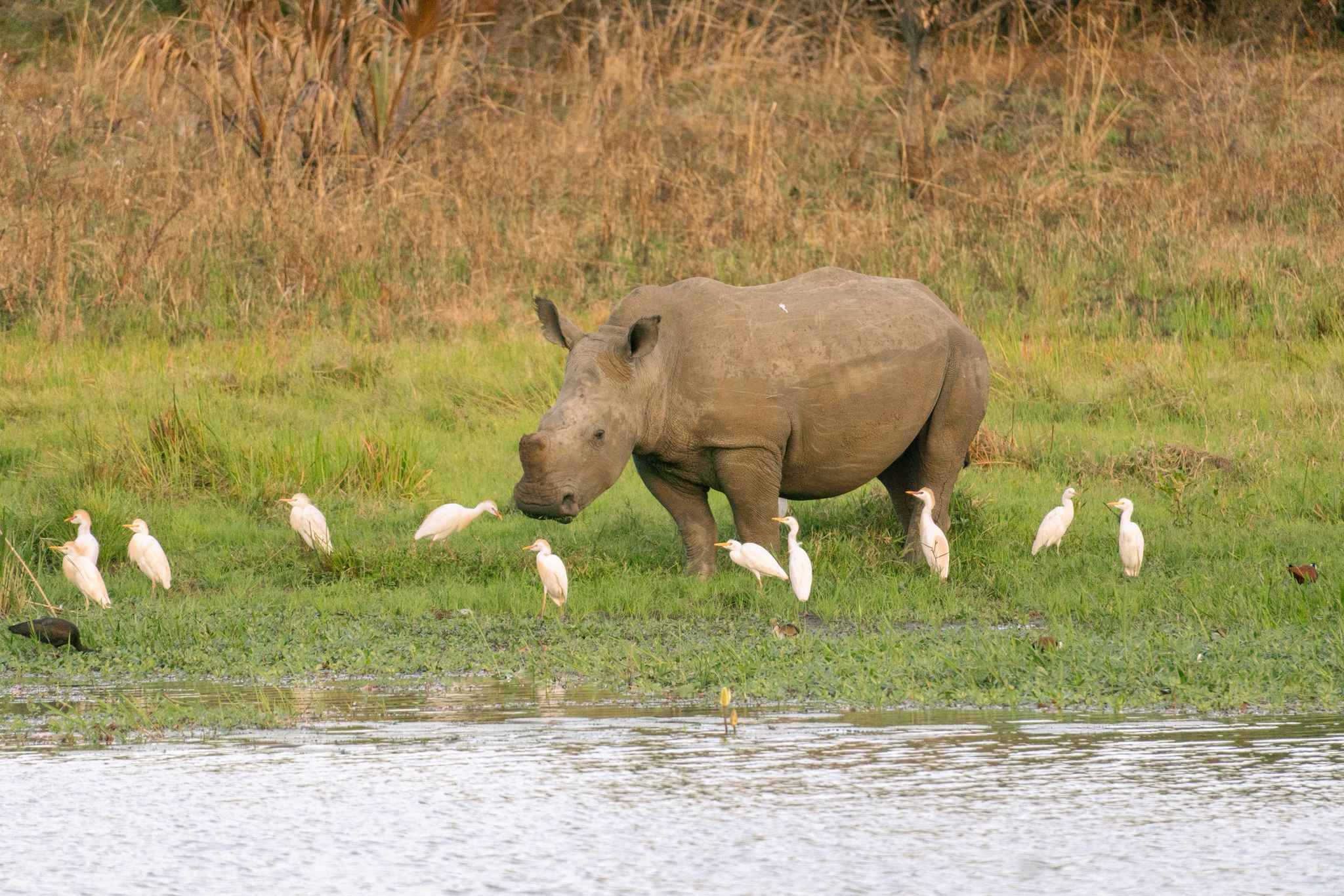 Rhinos and egrets by the water