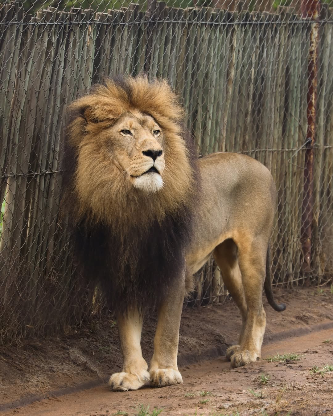 Ellie Sheahan: lion at Moholoholo