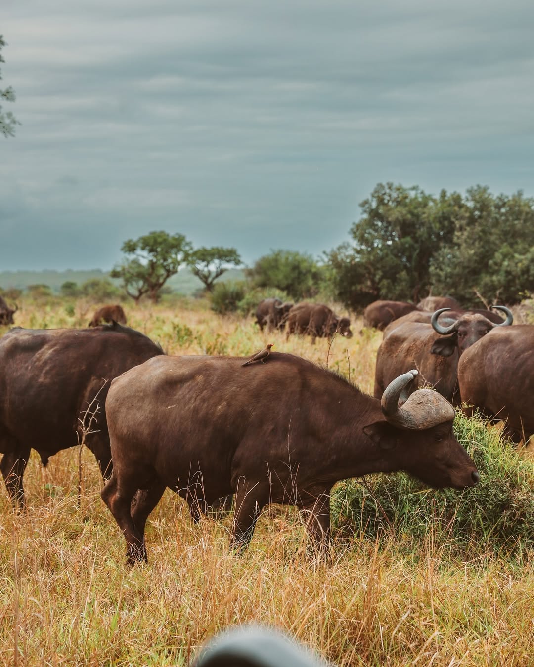 Ellie Sheahan: herd of buffalo in the bush