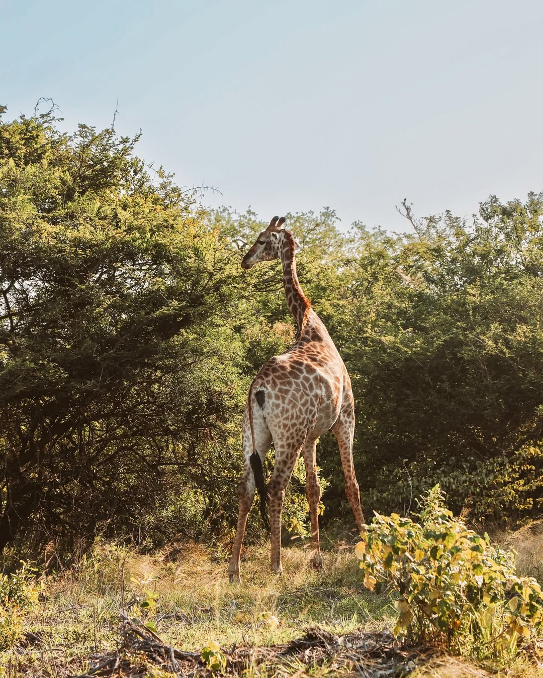 Ellie Sheahan: giraffe in the bush