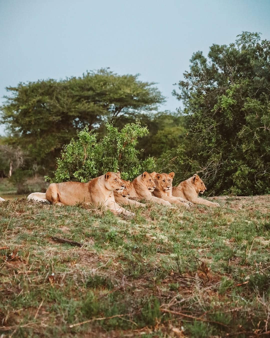 Ellie Sheahan: group of lionesses 