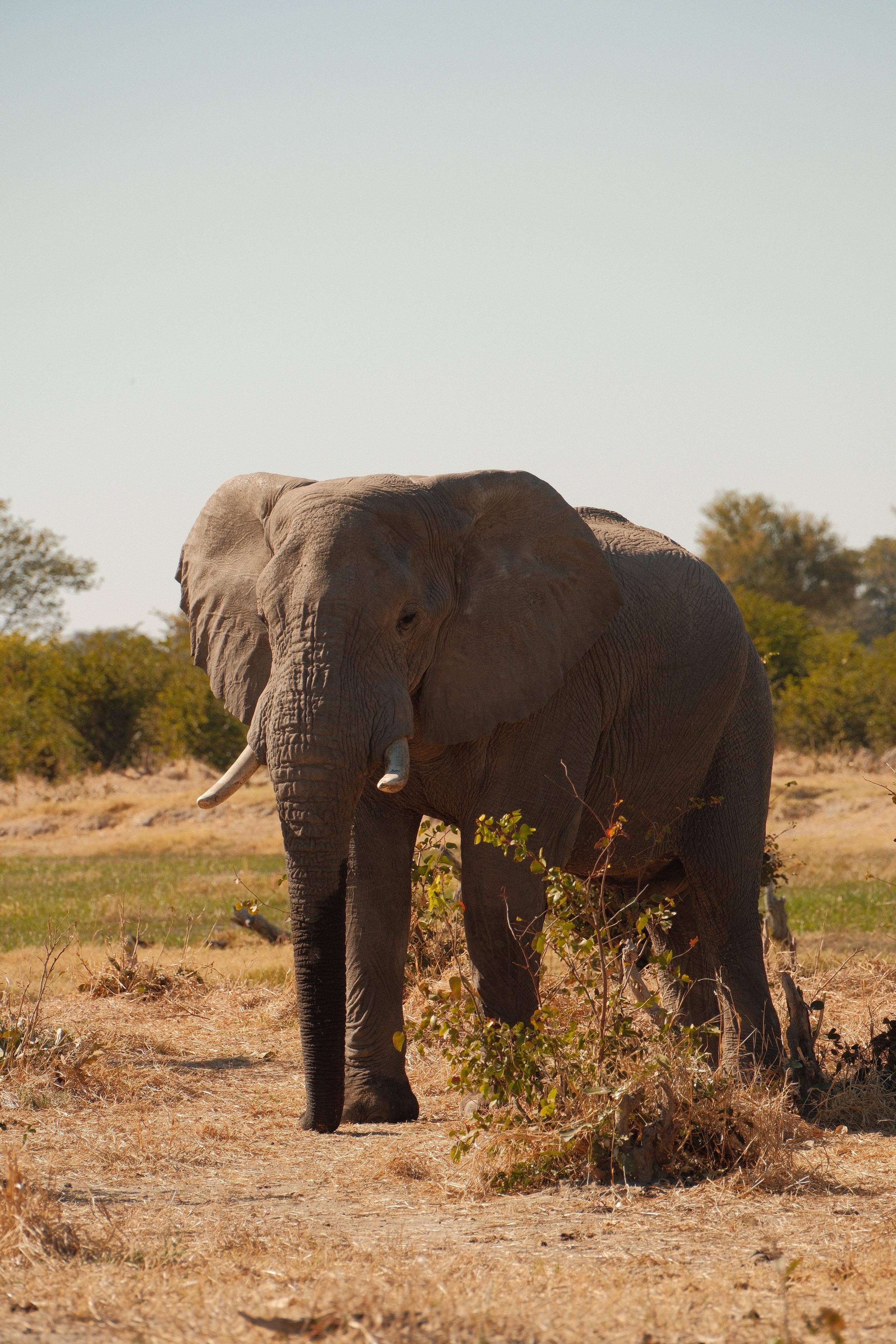 Elephant walking in the bush
