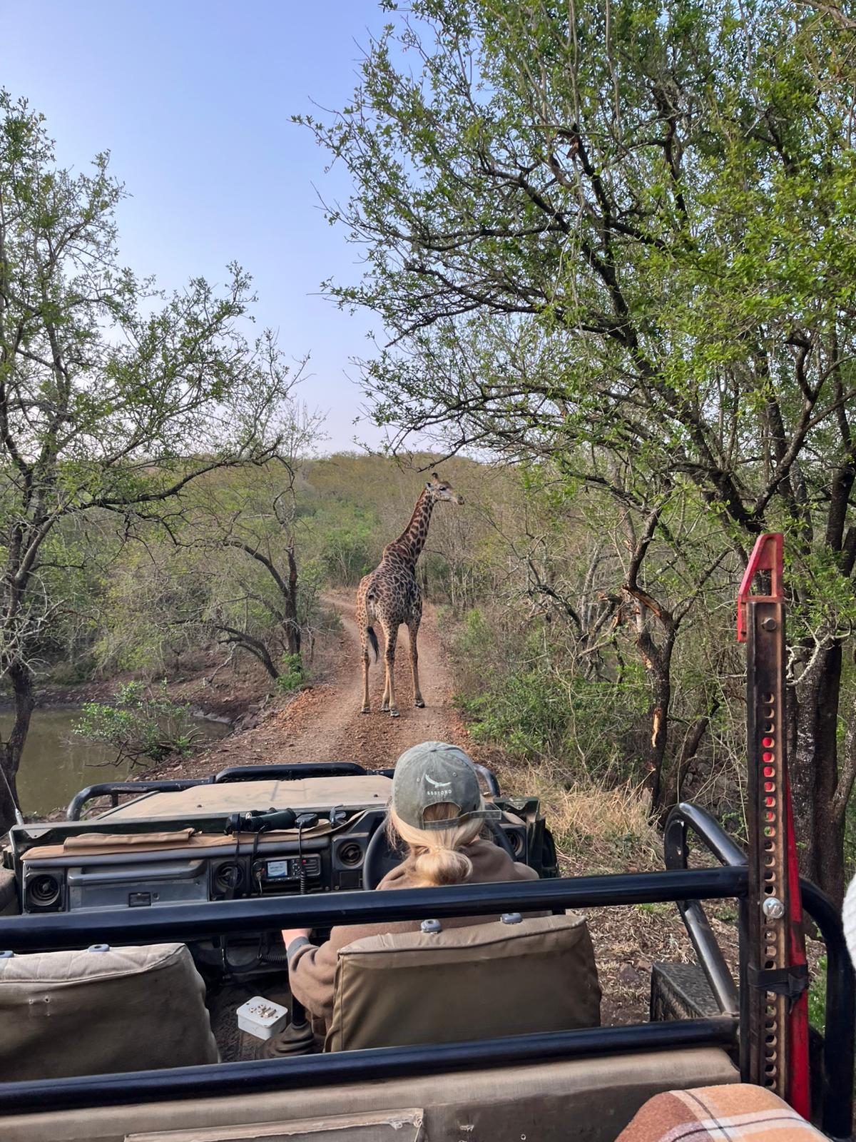 Timothy Donaldson - Giraffe in the distance