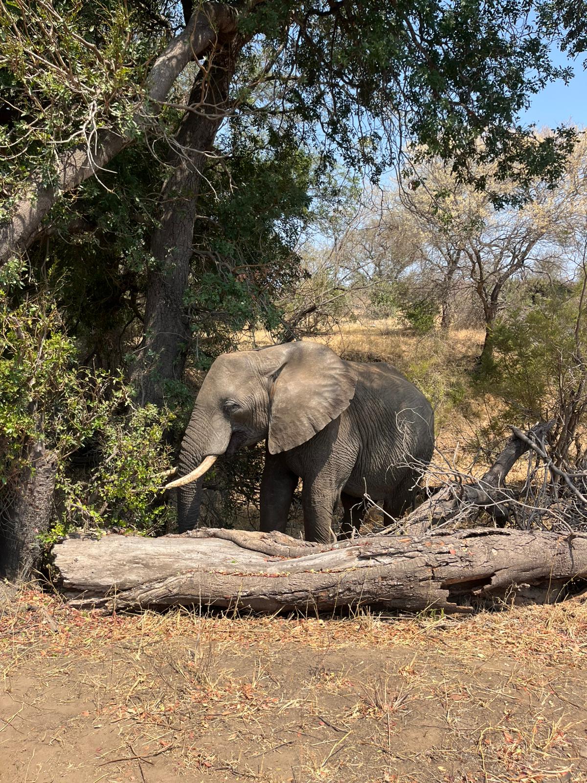 Timothy Donaldson - Elephant Closeup