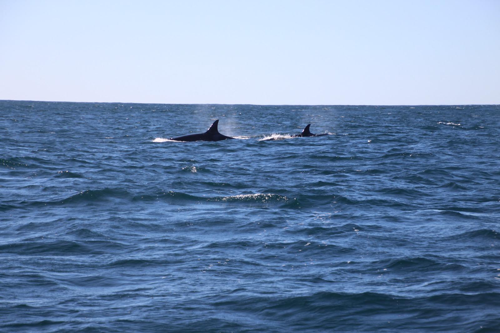 Timothy Donaldson - Dolphins