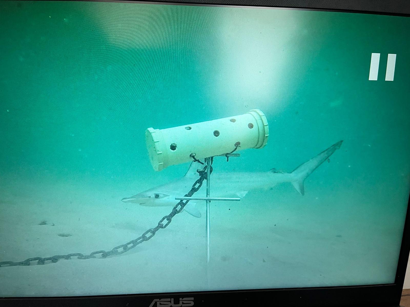 Timothy Donaldson - Shark on camera