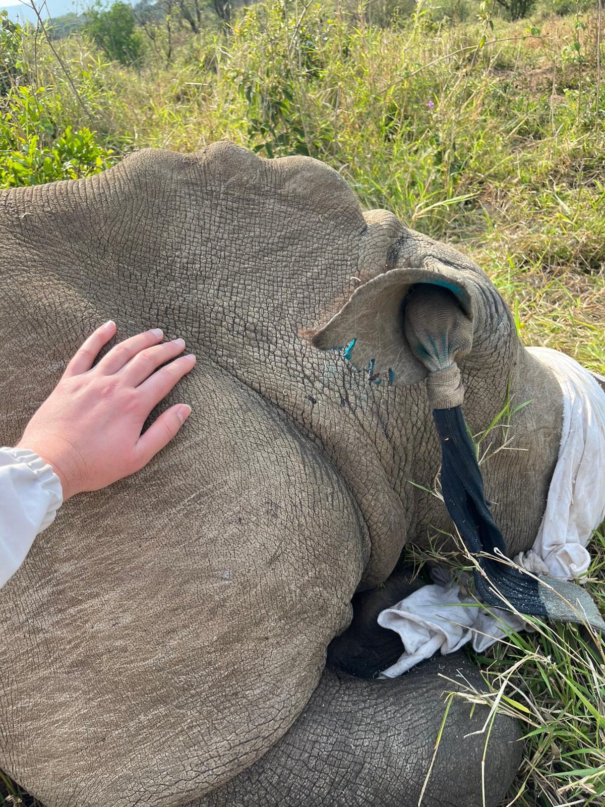 Timothy Donaldson - Rhino Horn Trim