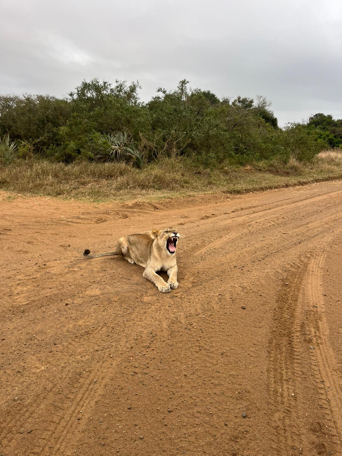 Timothy Donaldson - Lion Closeup