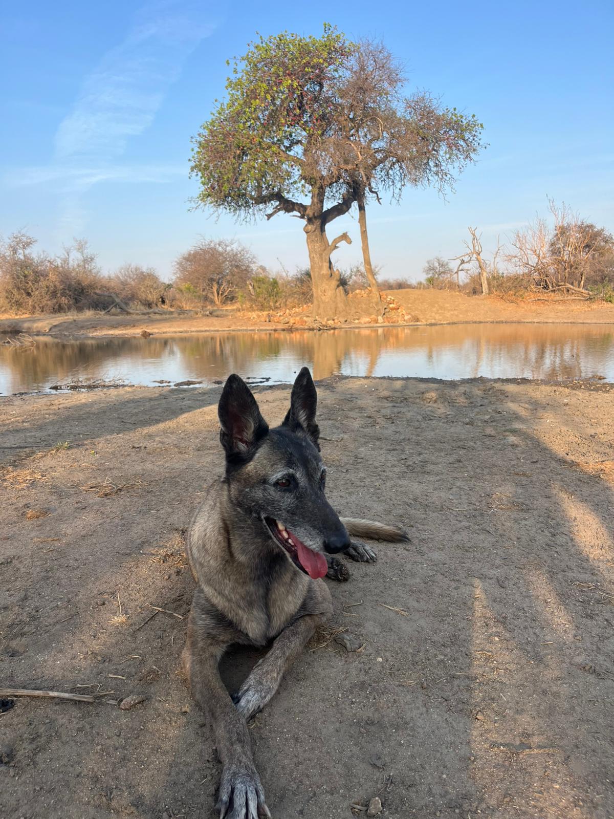Timothy Donaldson - Anti-poaching dog