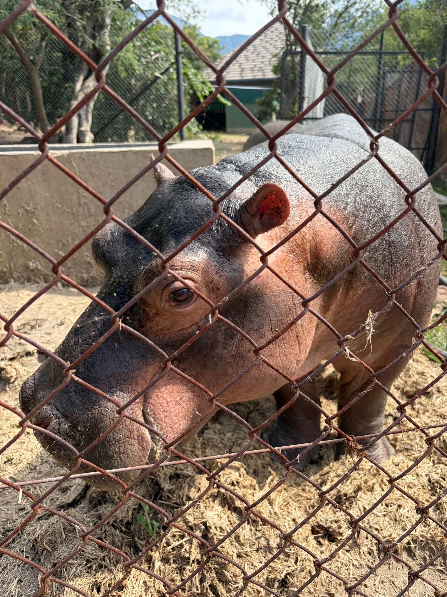 Zoe Ng - Close up photo of a hippo eating