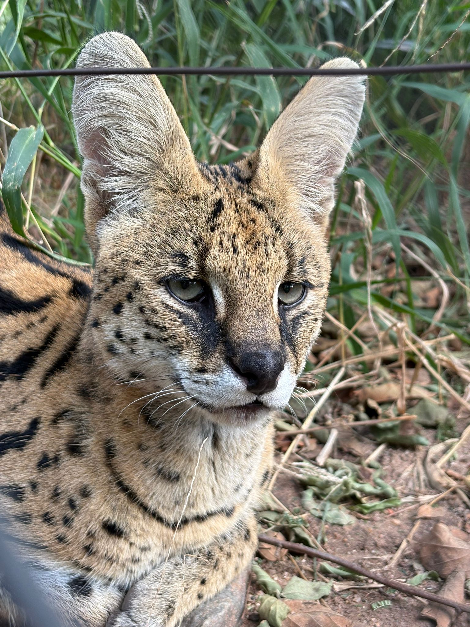 Zoe Ng - Close up of a serval