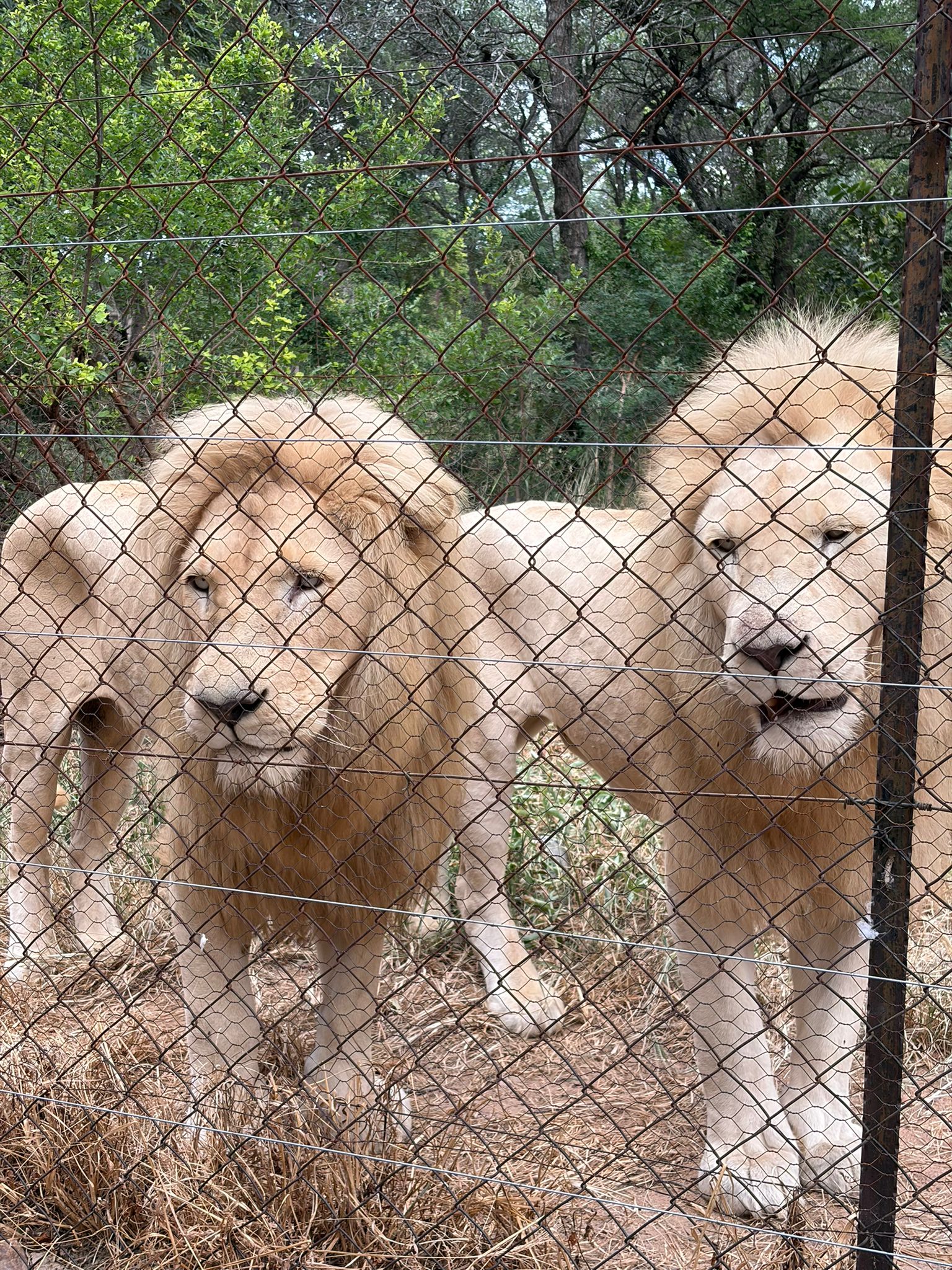 Zoe Ng - Two white lions 