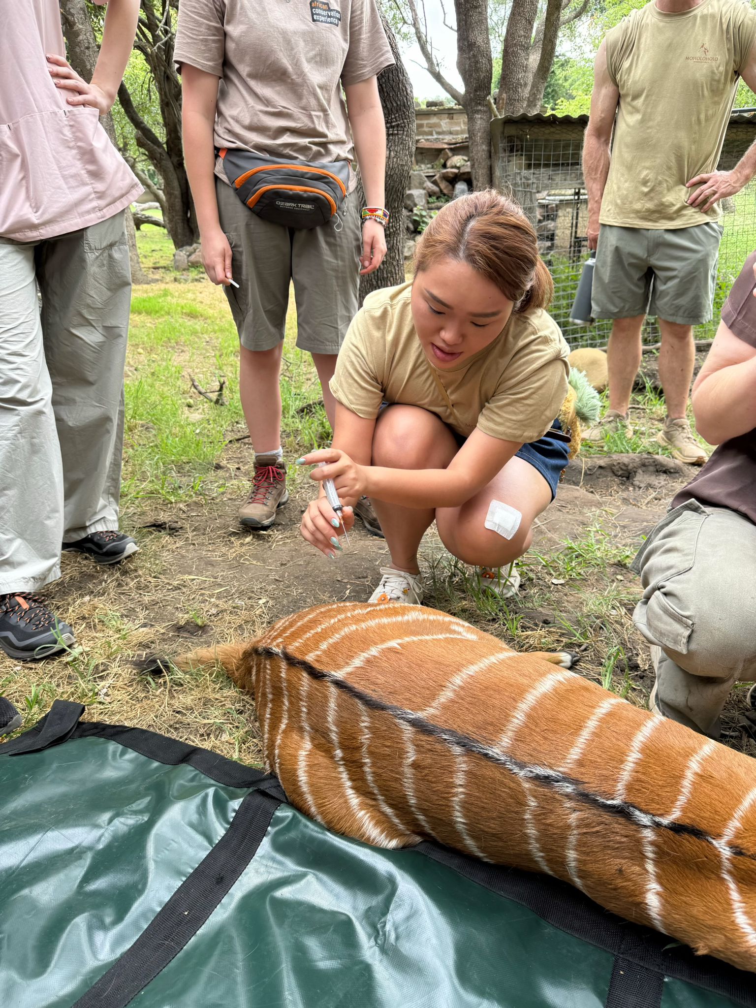 Zoe Ng - Student injects an antelope