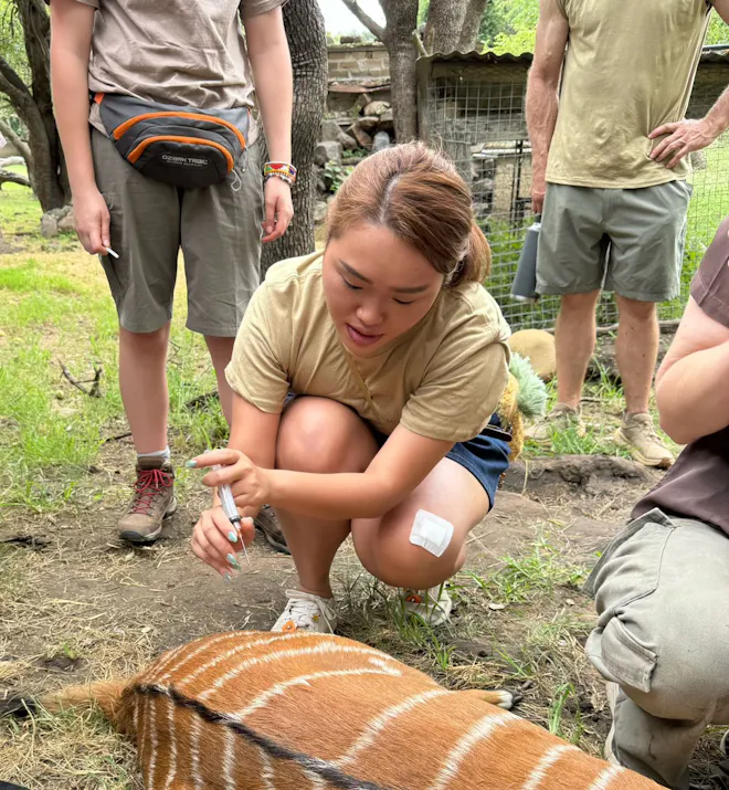 Zoe Ng - Student injects an antelope