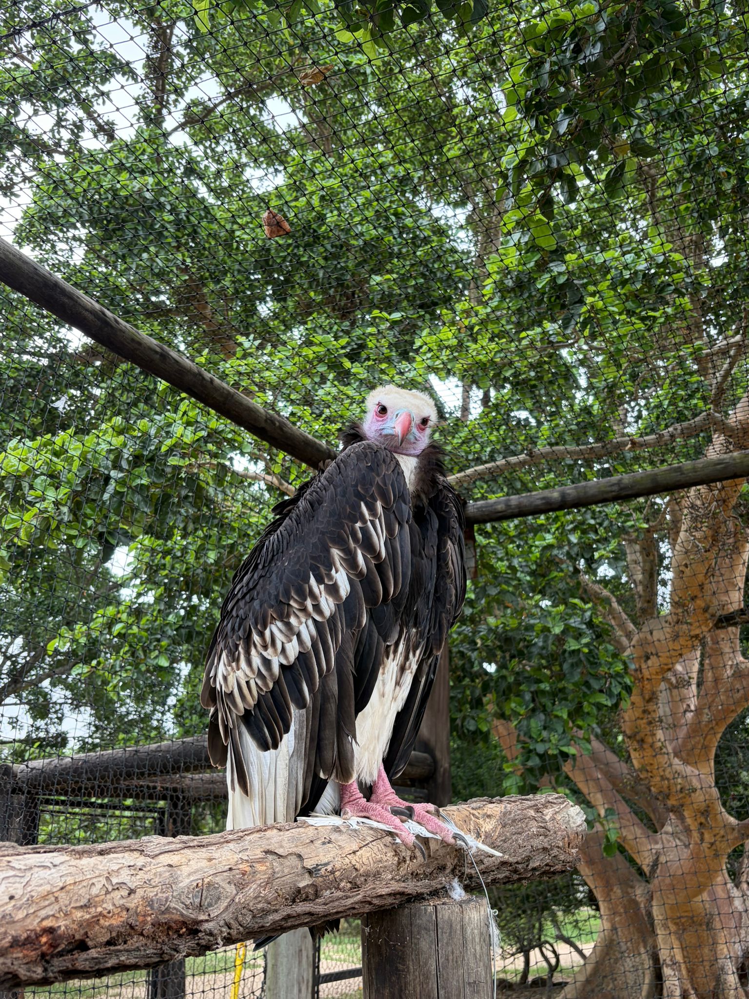 Zoe Ng - A white-headed vulture perching on a branch