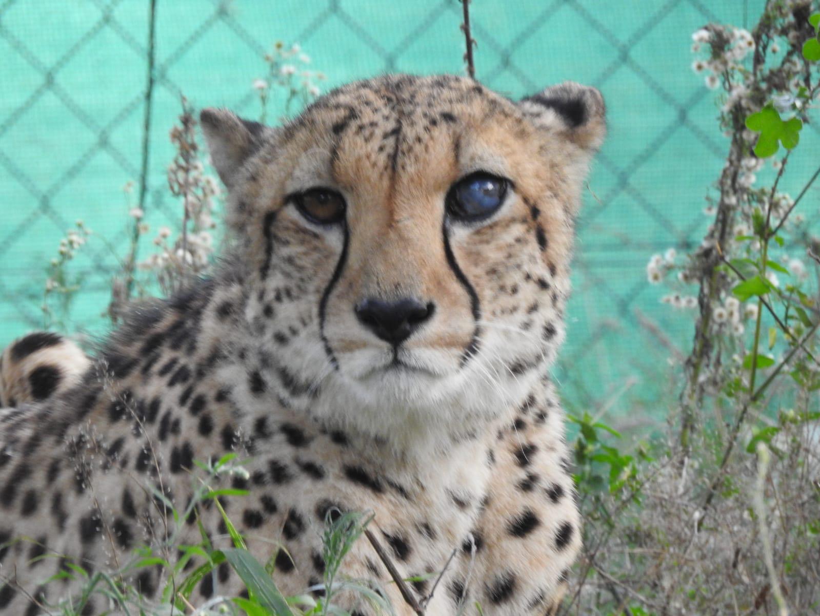 Leela Lawson - Close up of a cheetah 