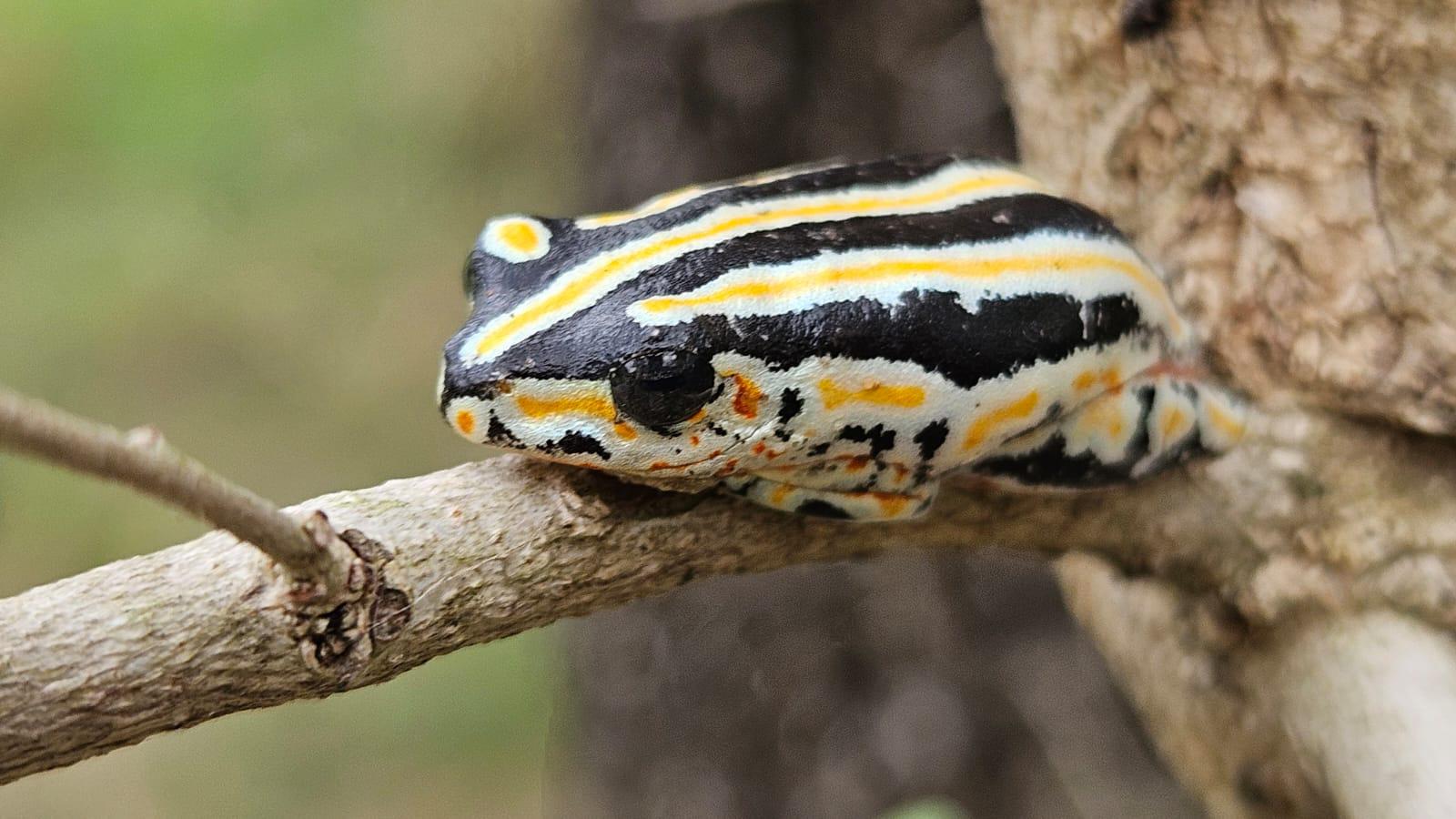 Leela Lawson - Close up of a painted reed frog