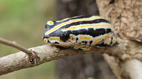 Leela Lawson - Close up of a painted reed frog