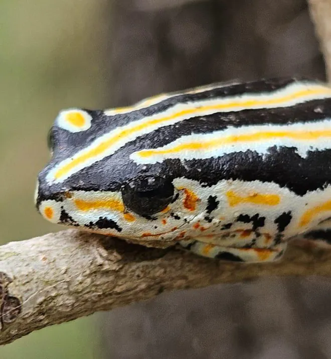 Leela Lawson - Close up of a painted reed frog