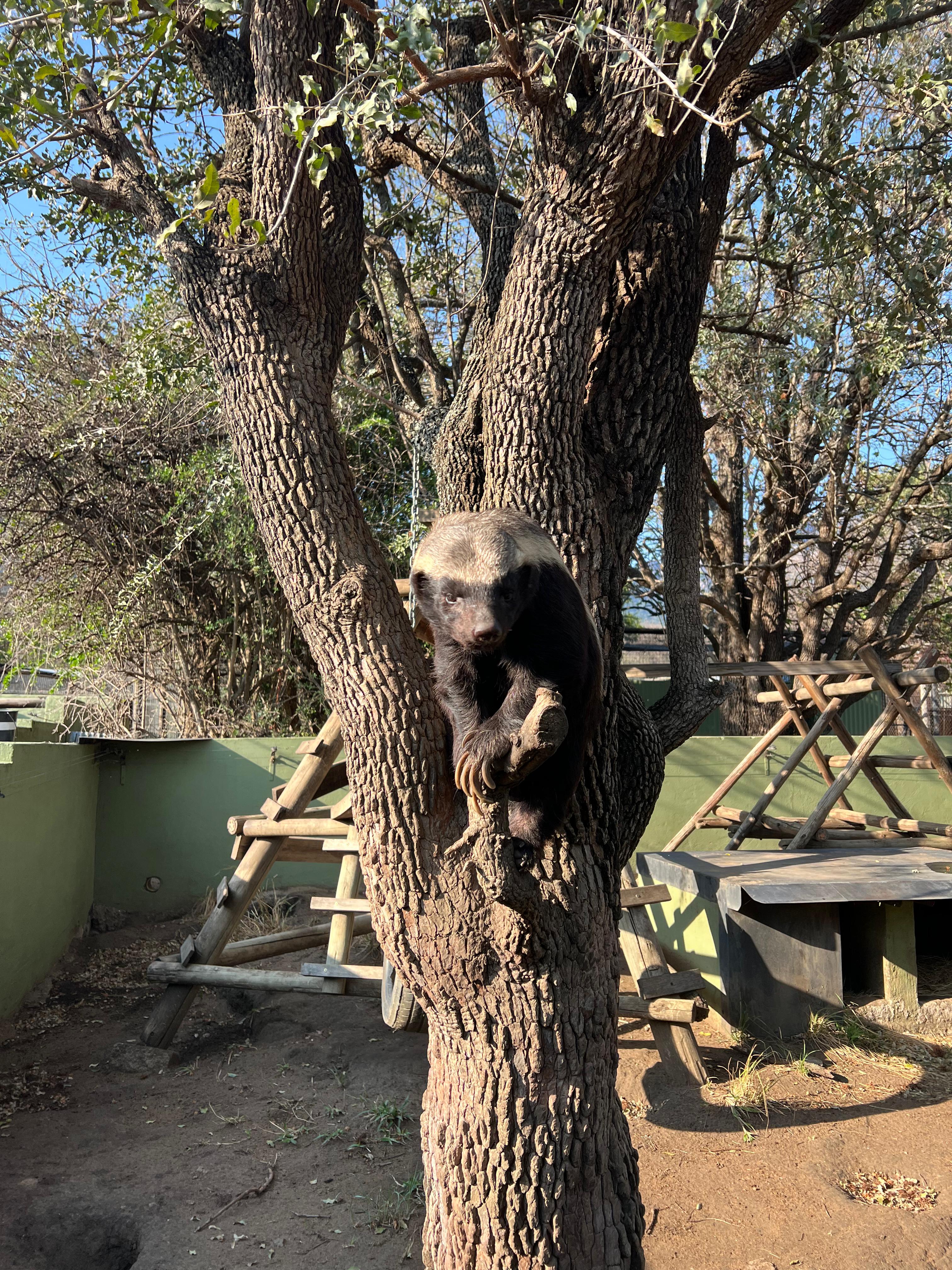 Leela Lawson - Honey badger in a tree