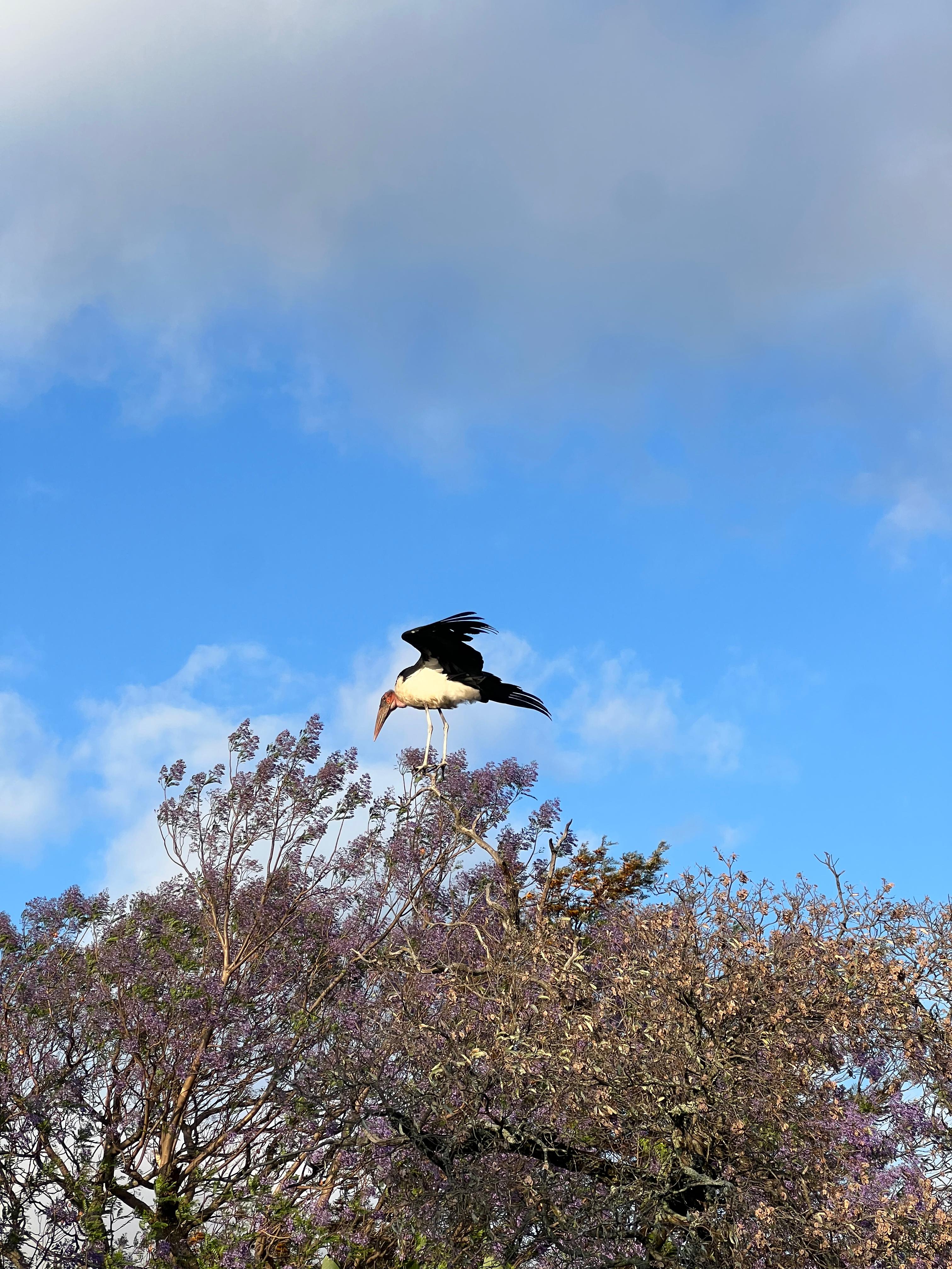 Leela Lawson - A bird perched in a tree