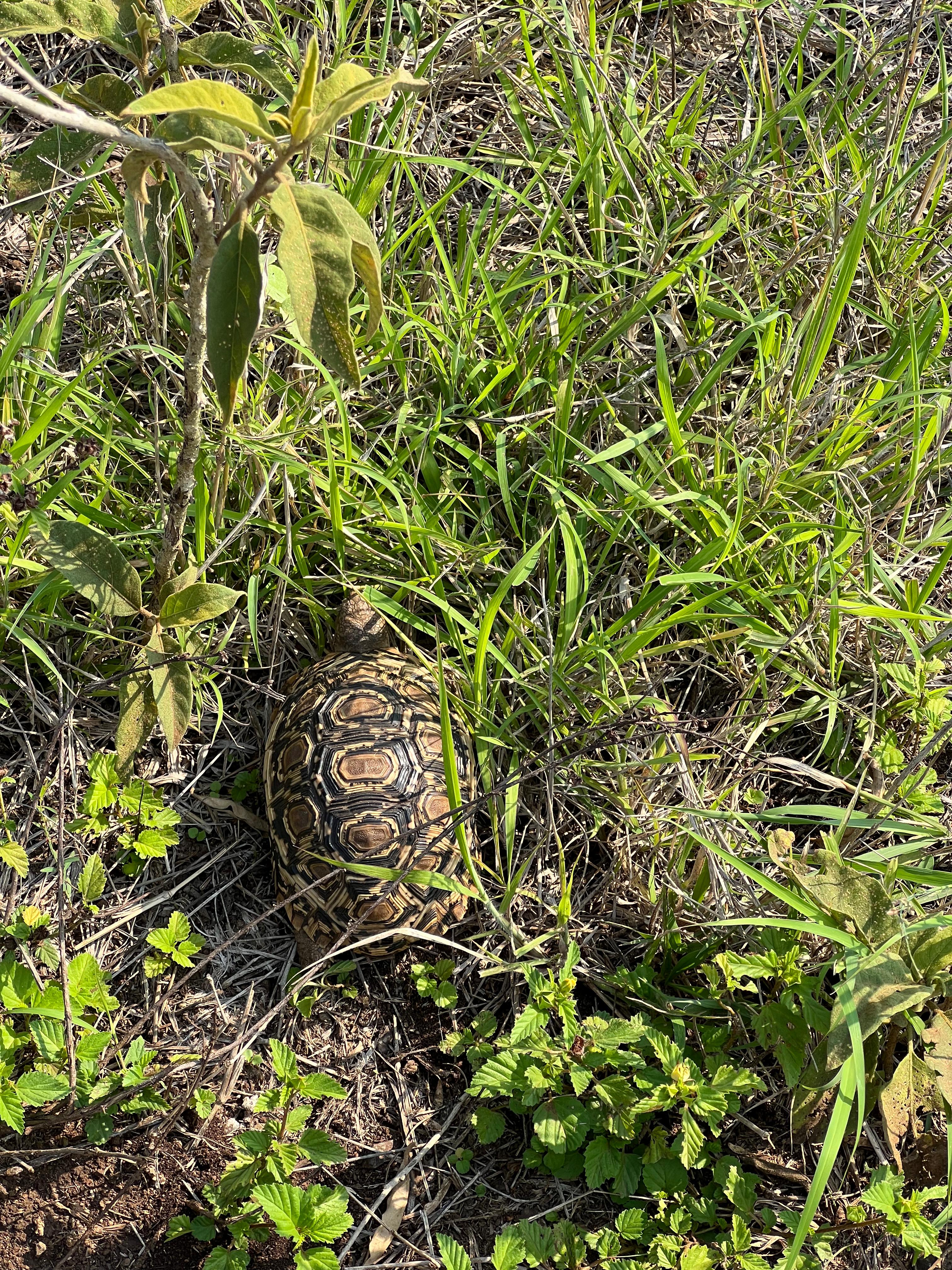 Leela Lawson - Tortoise in the grass