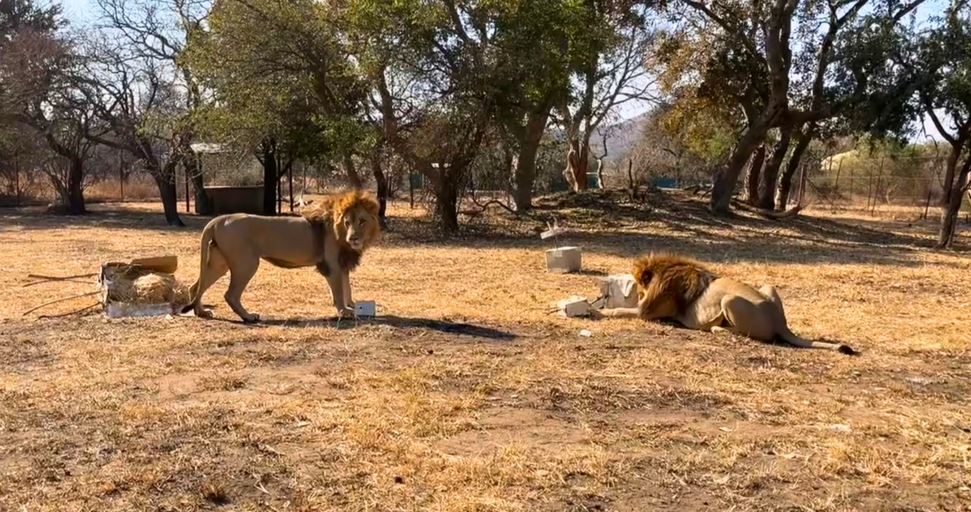 Helena Rühlemann - Lions at Moholoholo