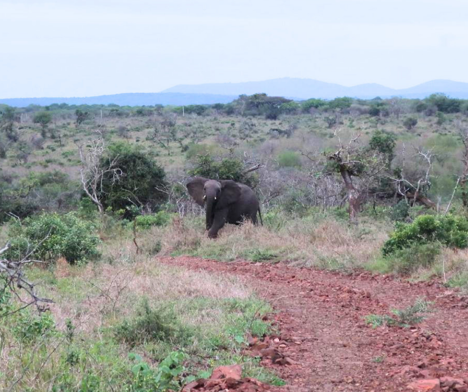 Leela Lawson - An elephant spotted in the distance