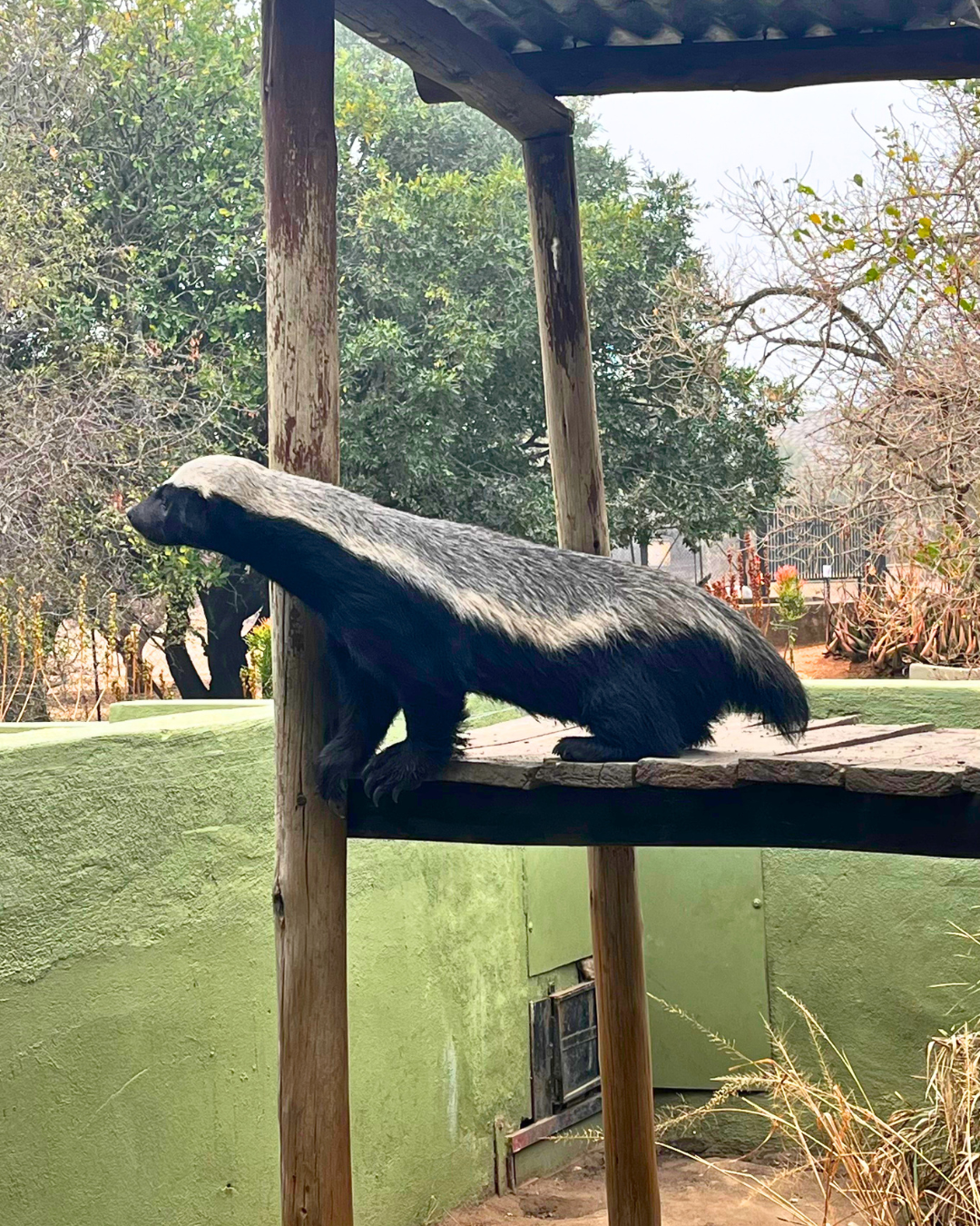 Helena Rühlemann - Honeybadger at Moholoholo