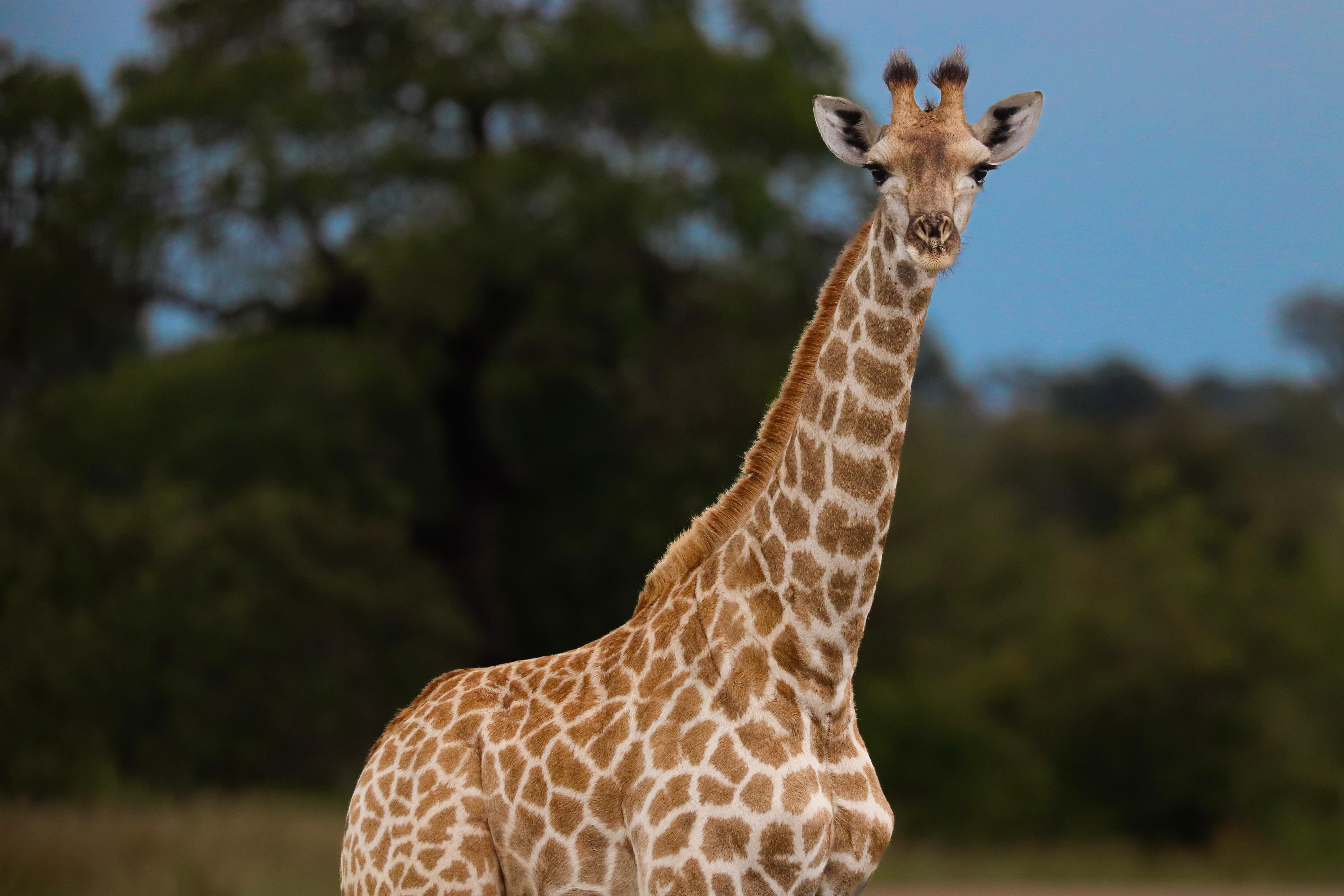 Olivia Ralton - Giraffe Closeup