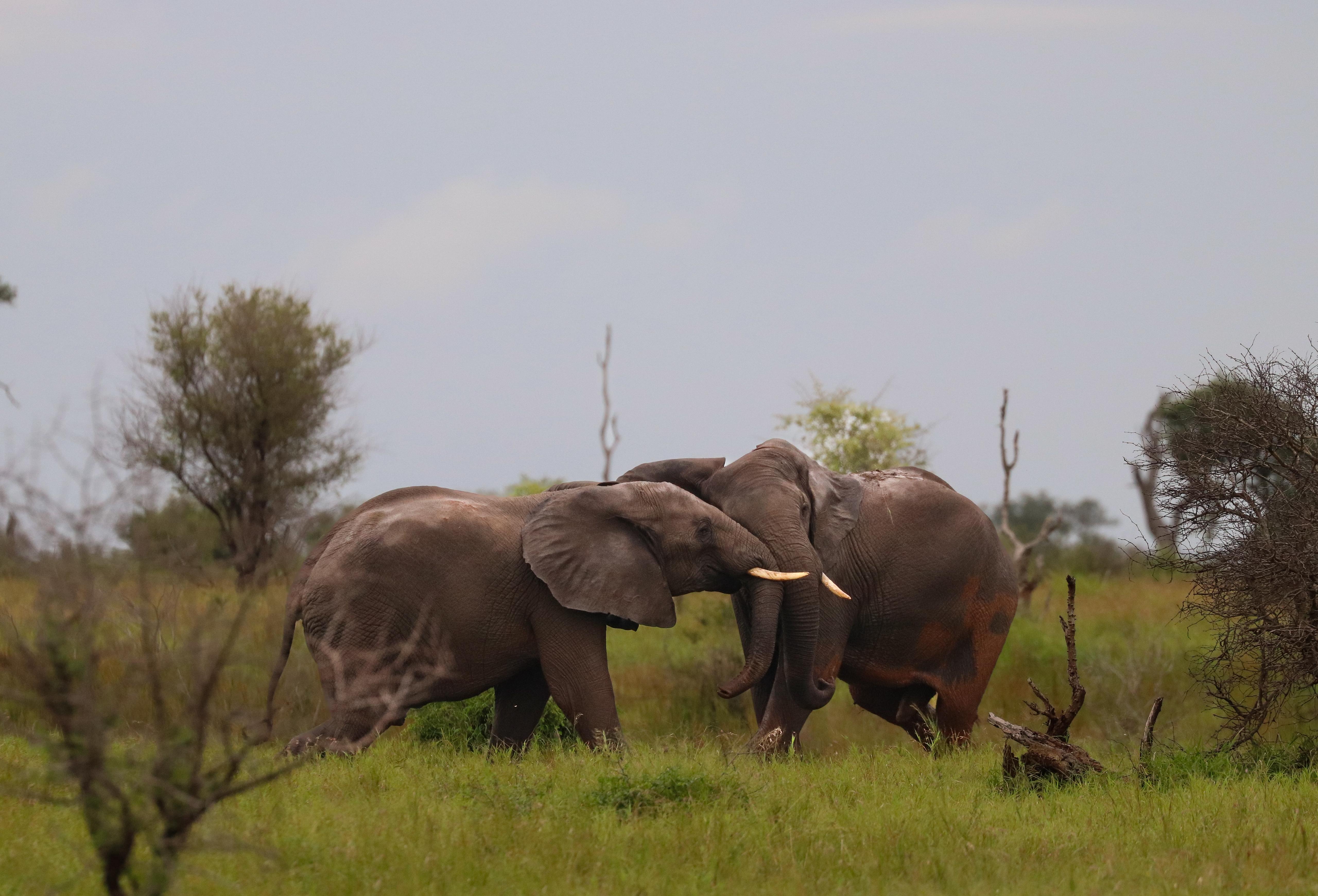 Olivia Ralton - Elephant Fighting