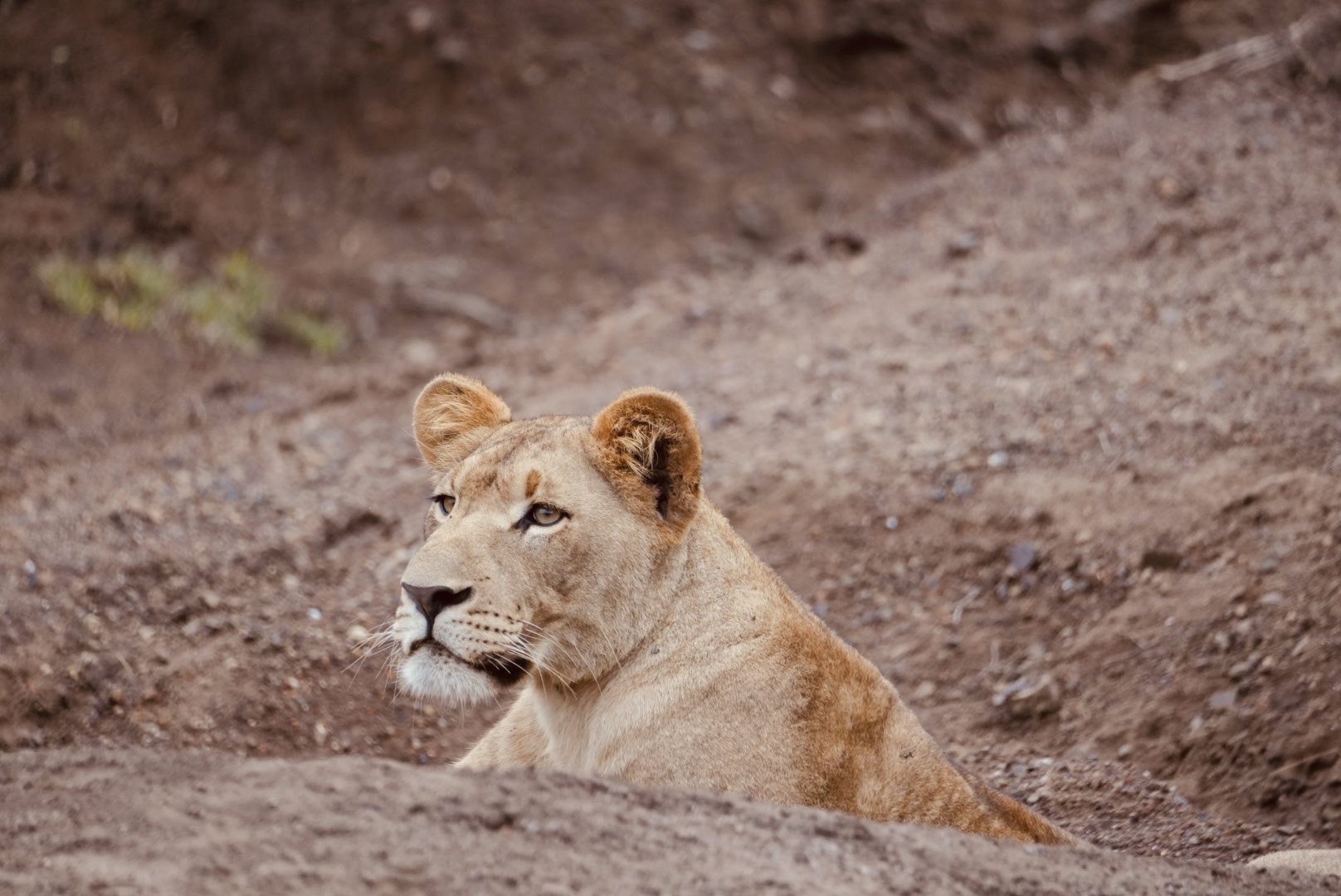 Lion resting at Phinda