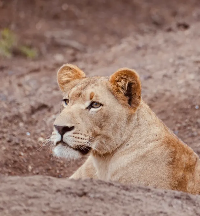 Lion resting at Phinda